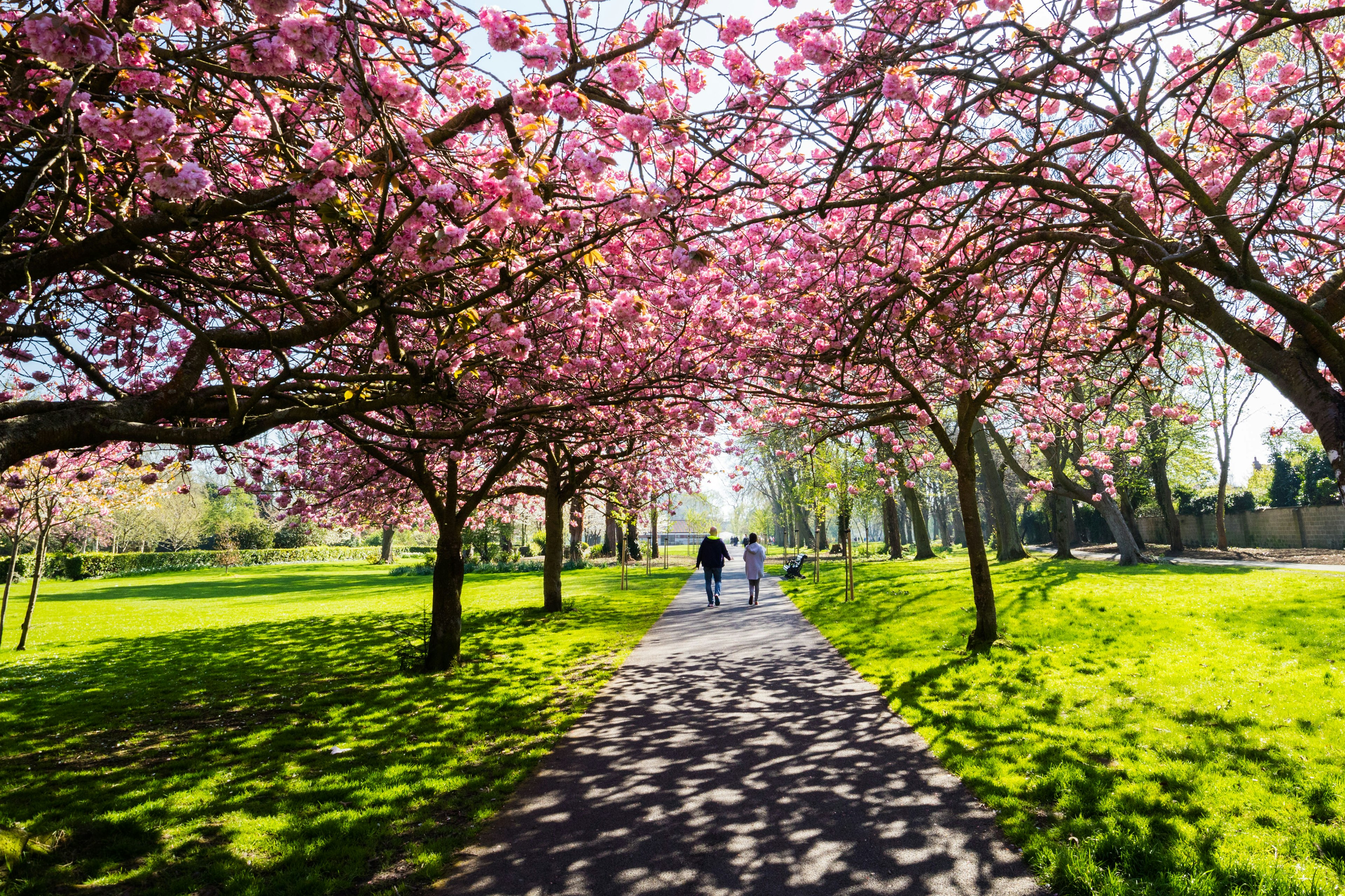 Cherry Blossoms in Herbert Park in Dublin, Ireland