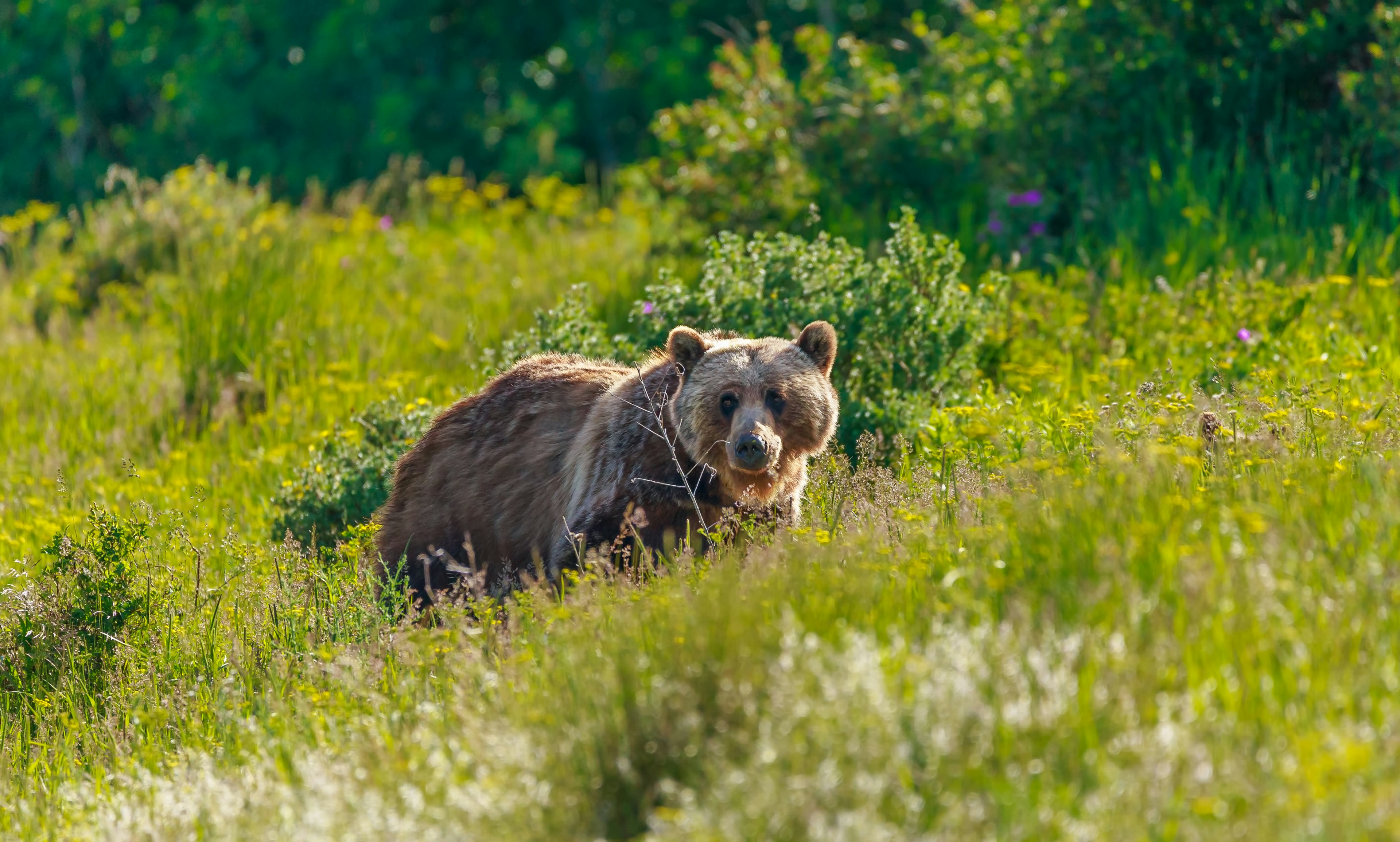 Grizzly bear walking in a meadow in Montana