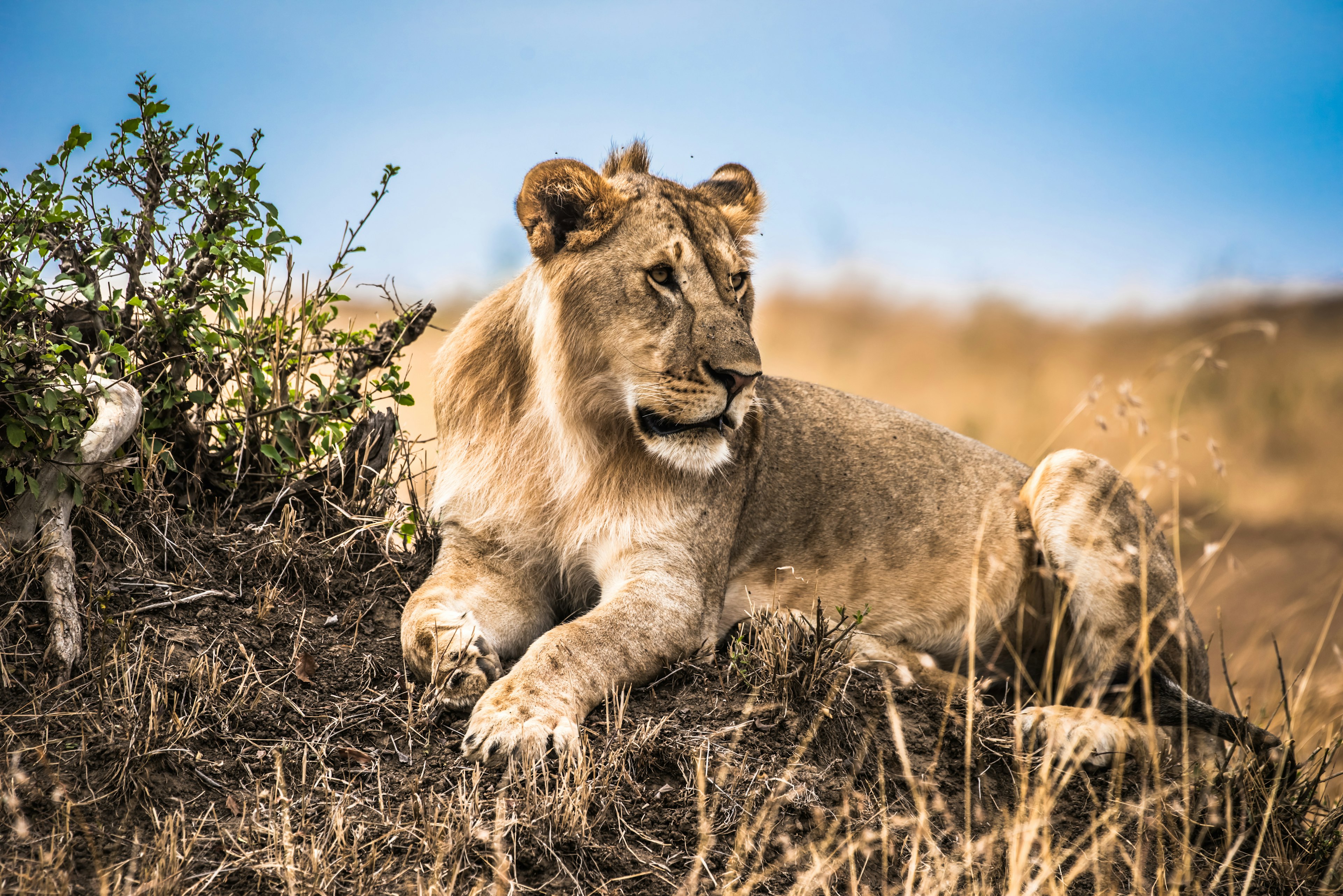 A yellow lioness sits on a rock in the grass in Tsavo National Park, Kenya