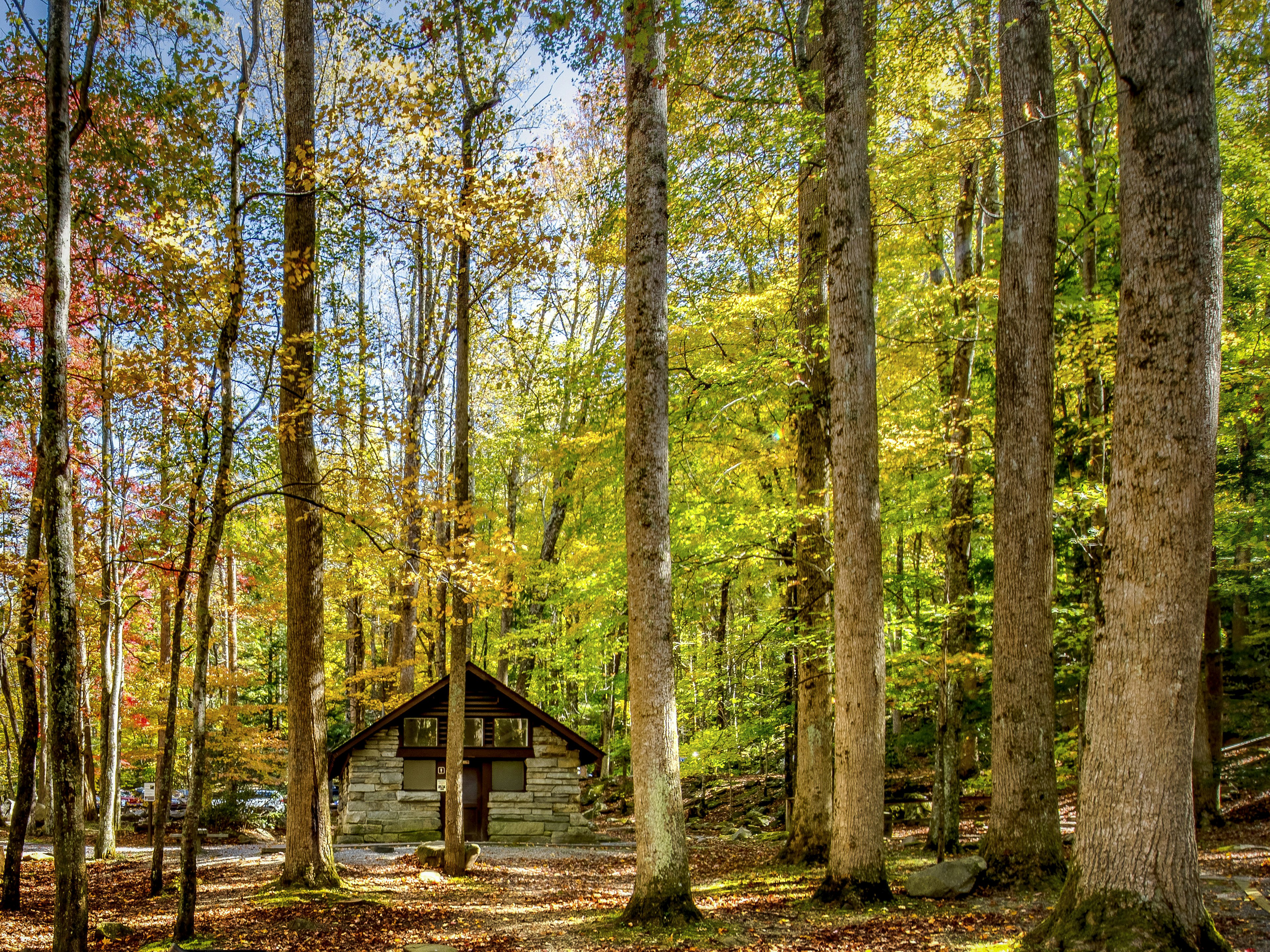 Picnic area in forest of the Great Smokey Mountains National Park,USA