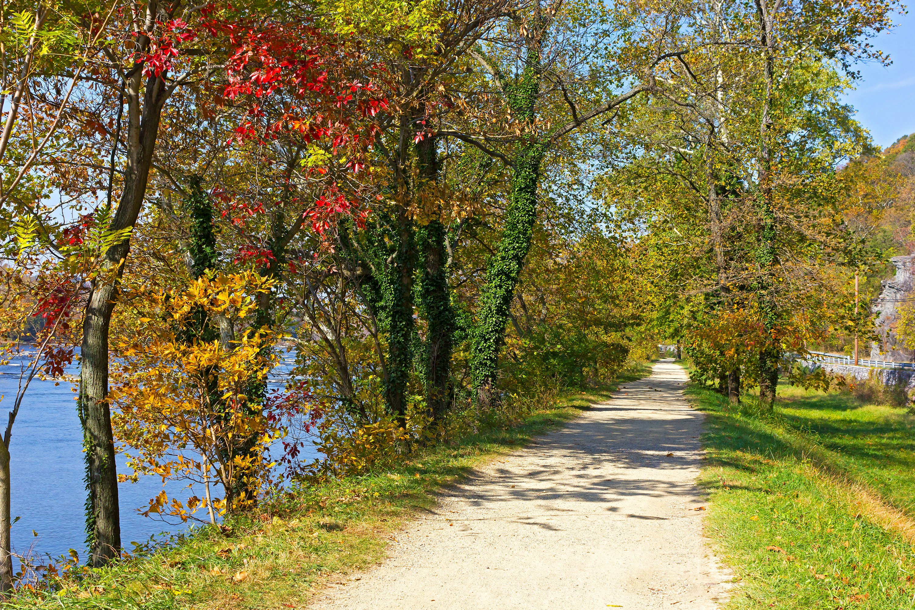 Colourful deciduous trees growing on the Appalachian Trail