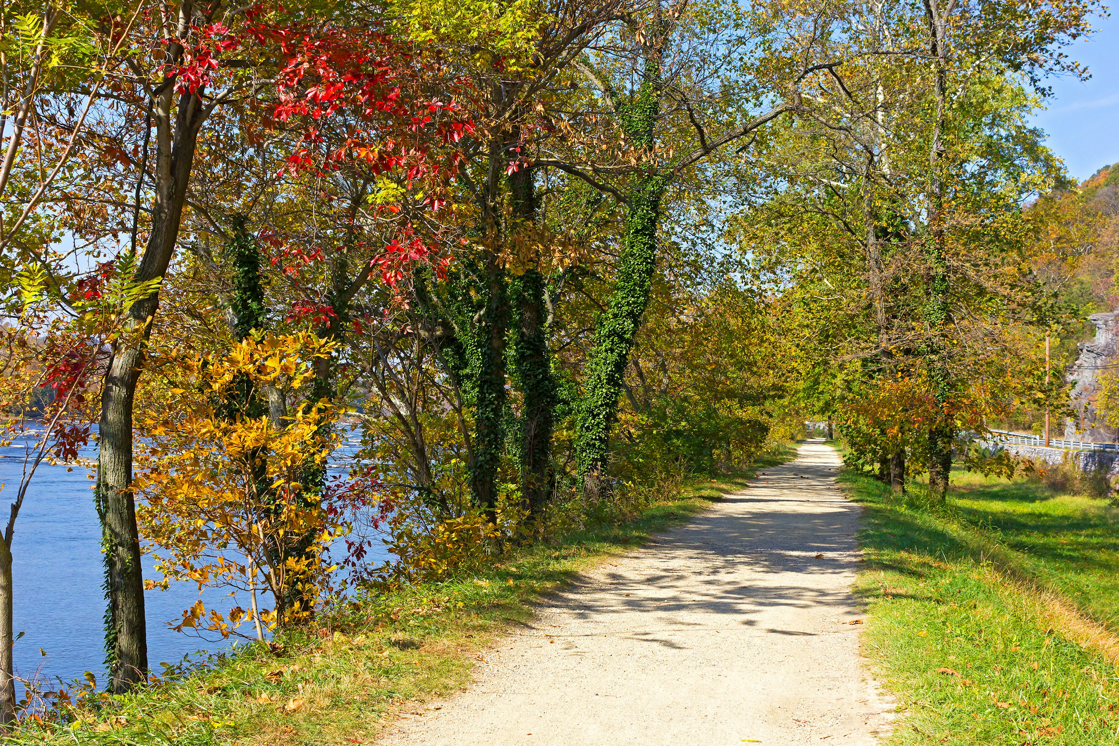 Colourful deciduous trees growing on the Appalachian Trail