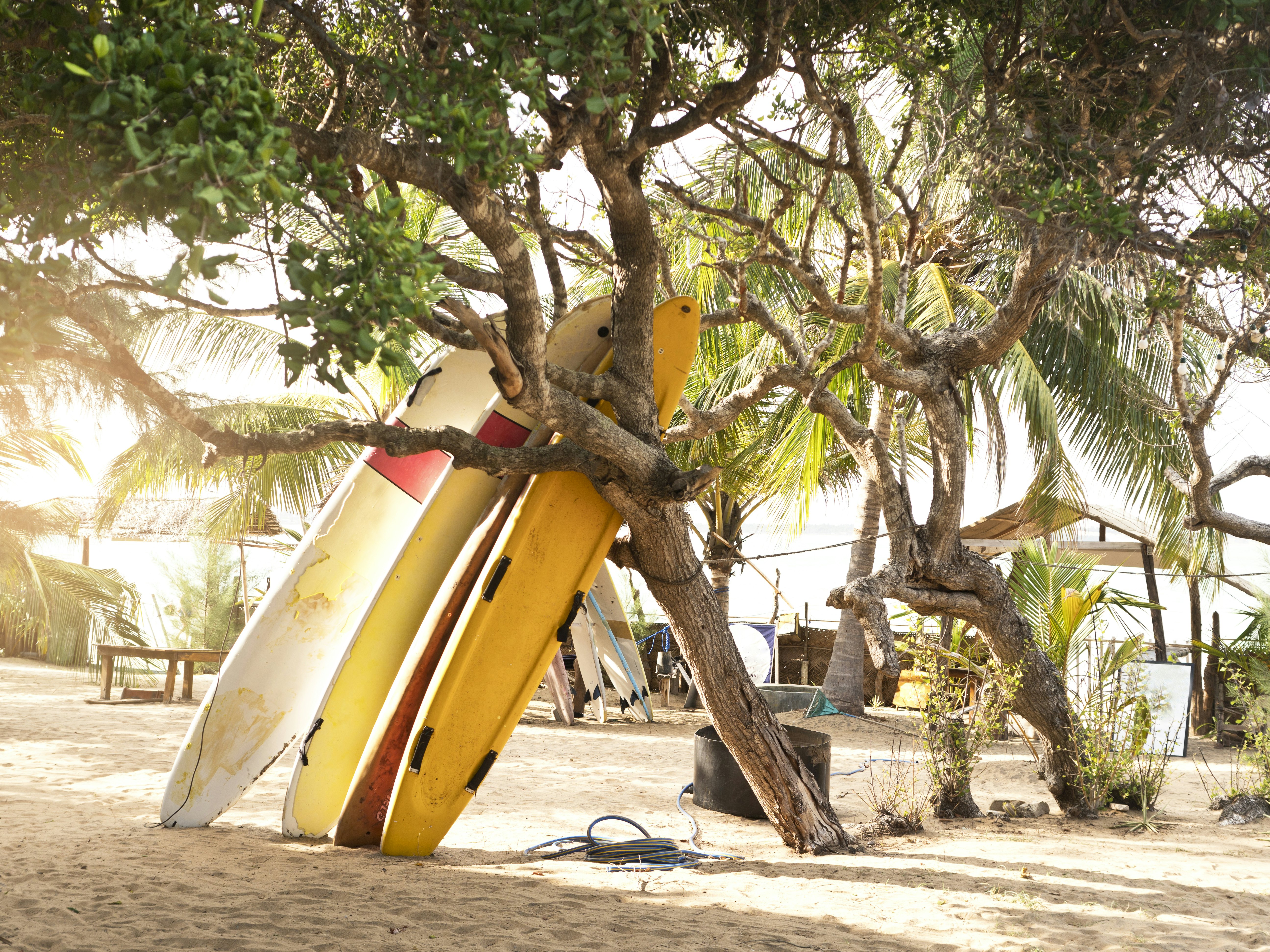 Four surfboards stacked against a tree in Arugam Bay.