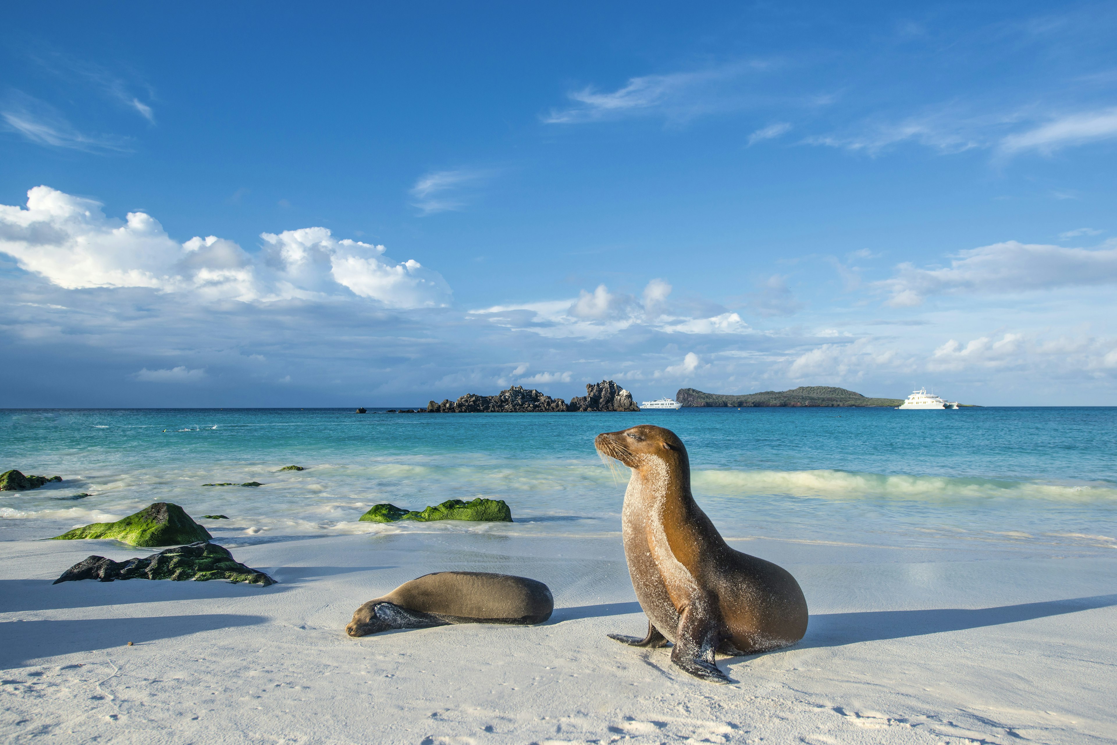 Galapagos sea lion (Zalophus wollebaeki) at the beach of Espanola island