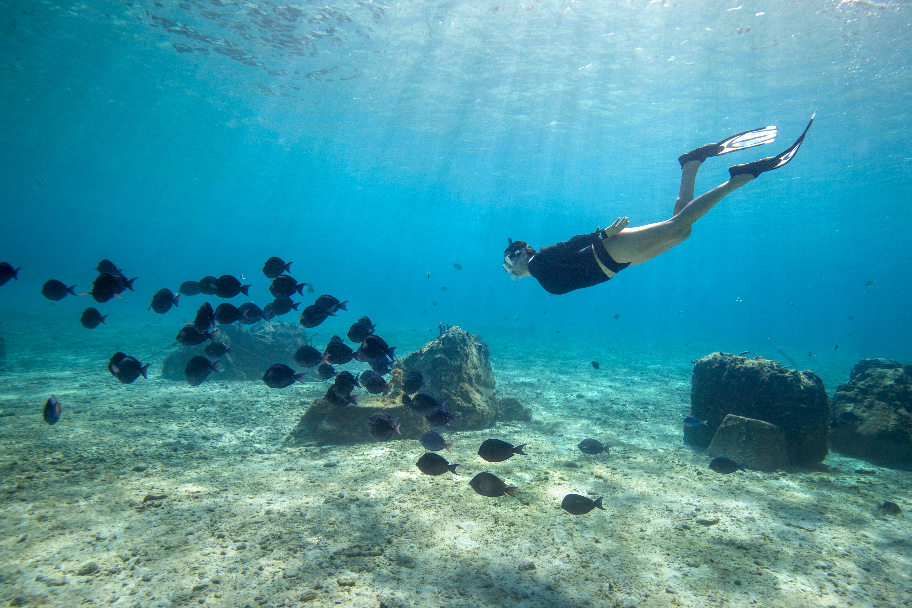 Snorkeling with school of fish in popular Panama beaches