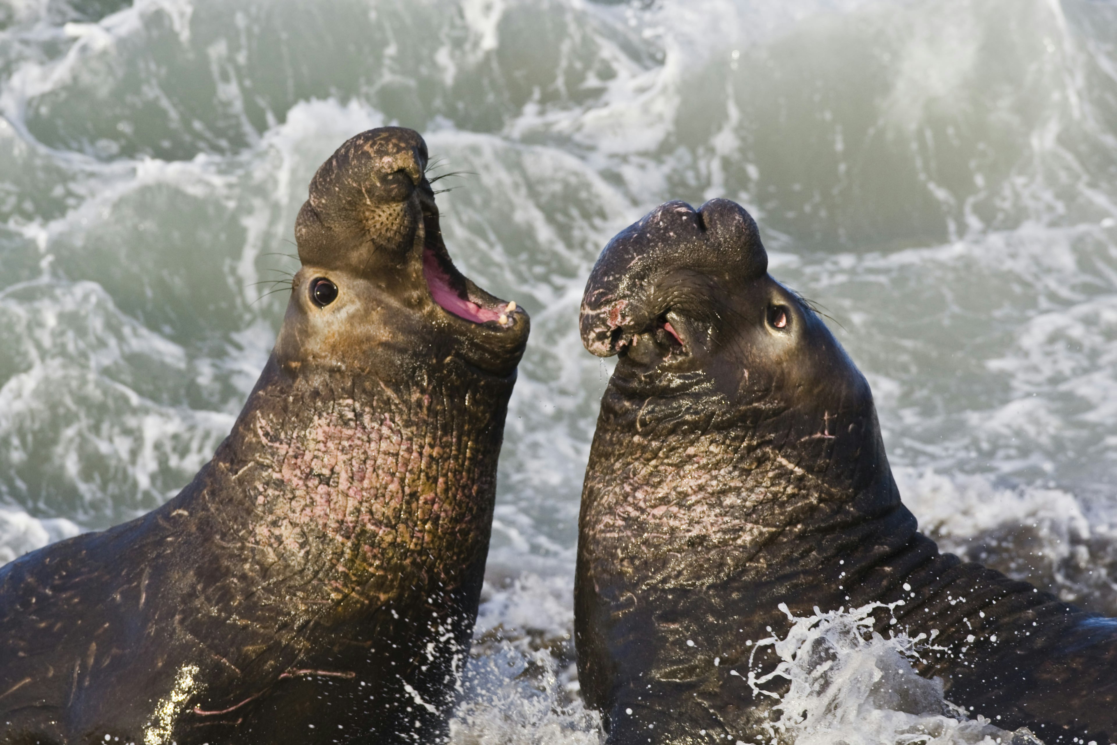 Northern Elephant Seals