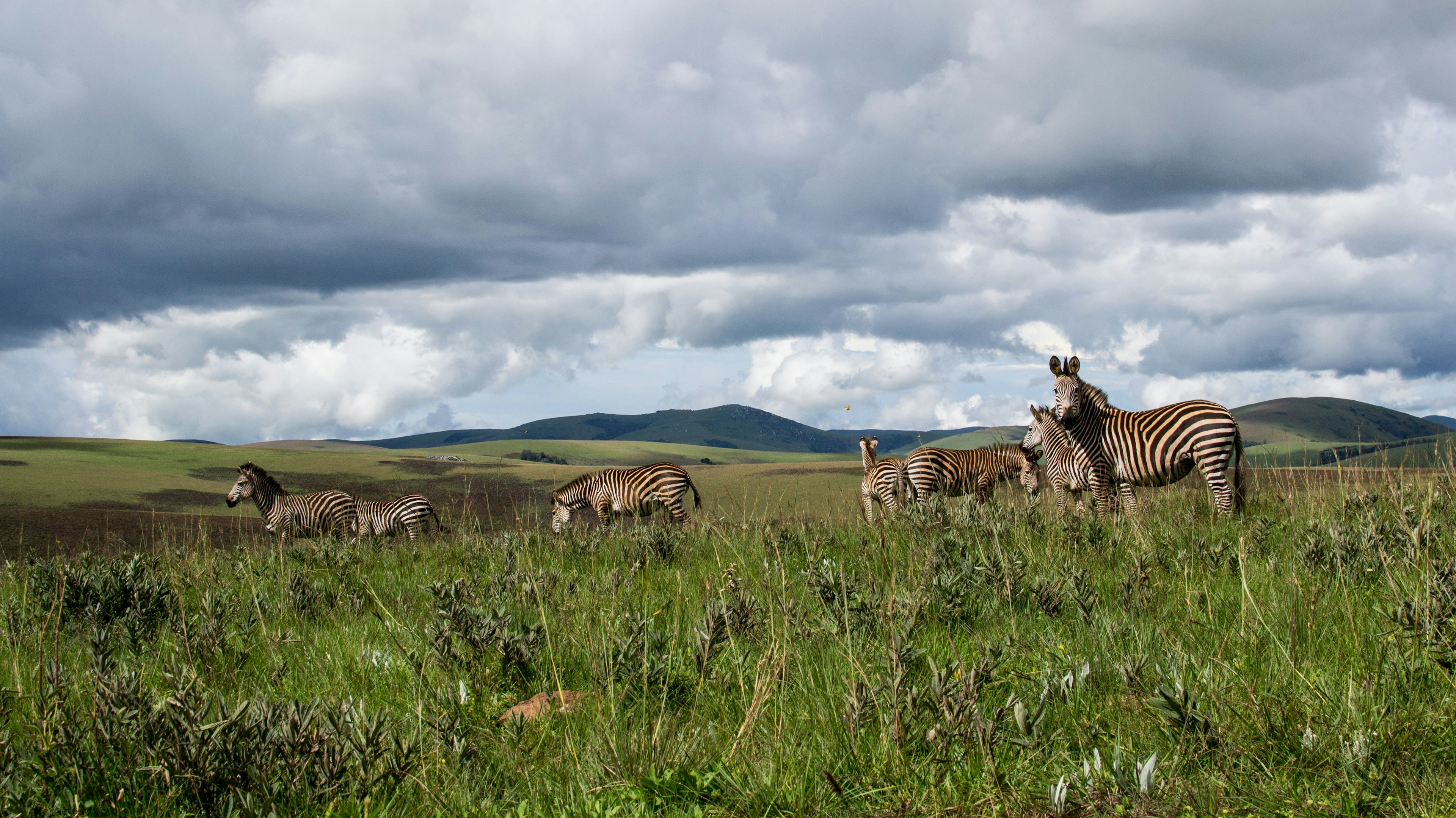 A herd of zebra in long grass under a cloudy sky. One of the zebras appears to be looking directly at the camera