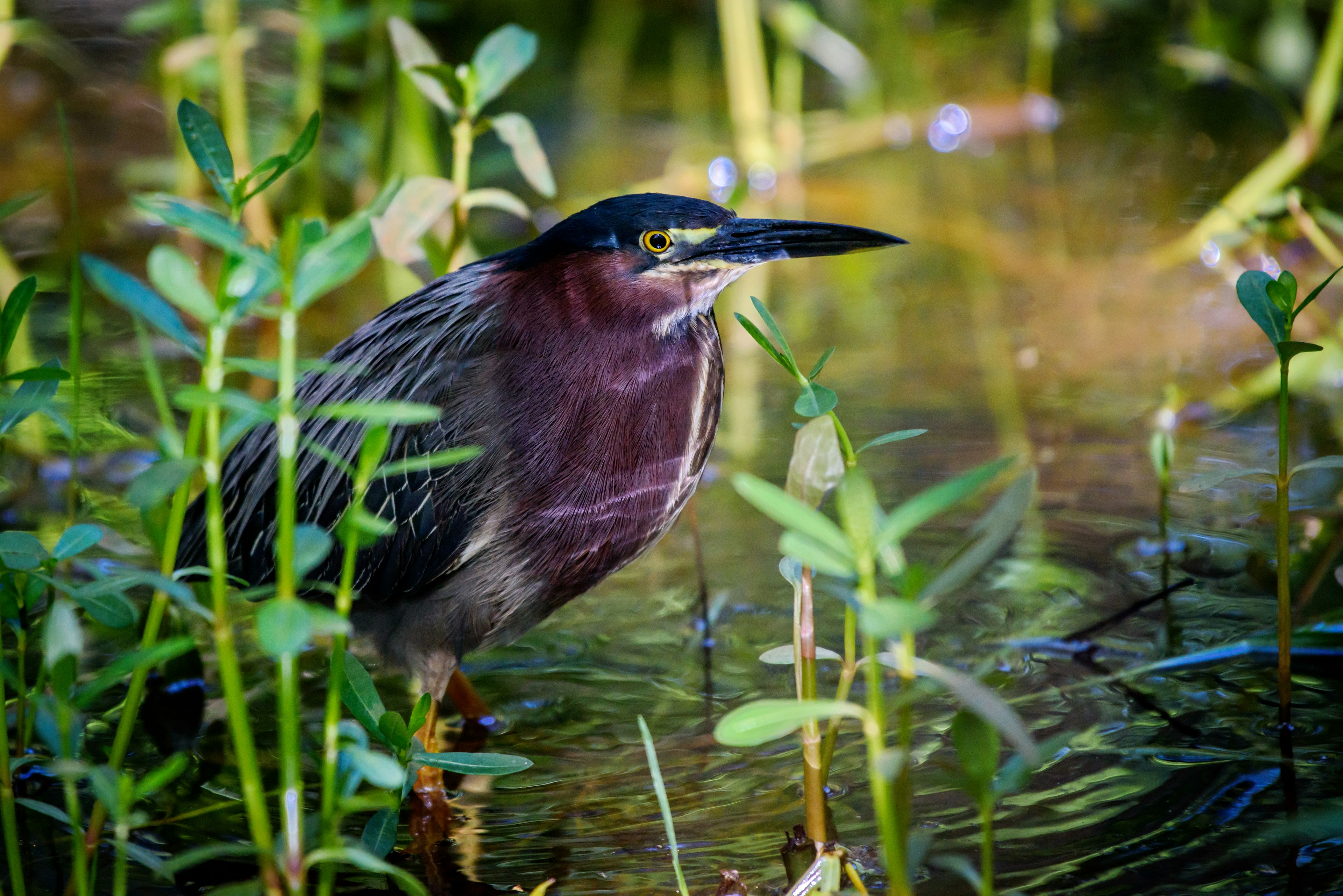 A Green Heron in the water on Dauphin Island, Alabama