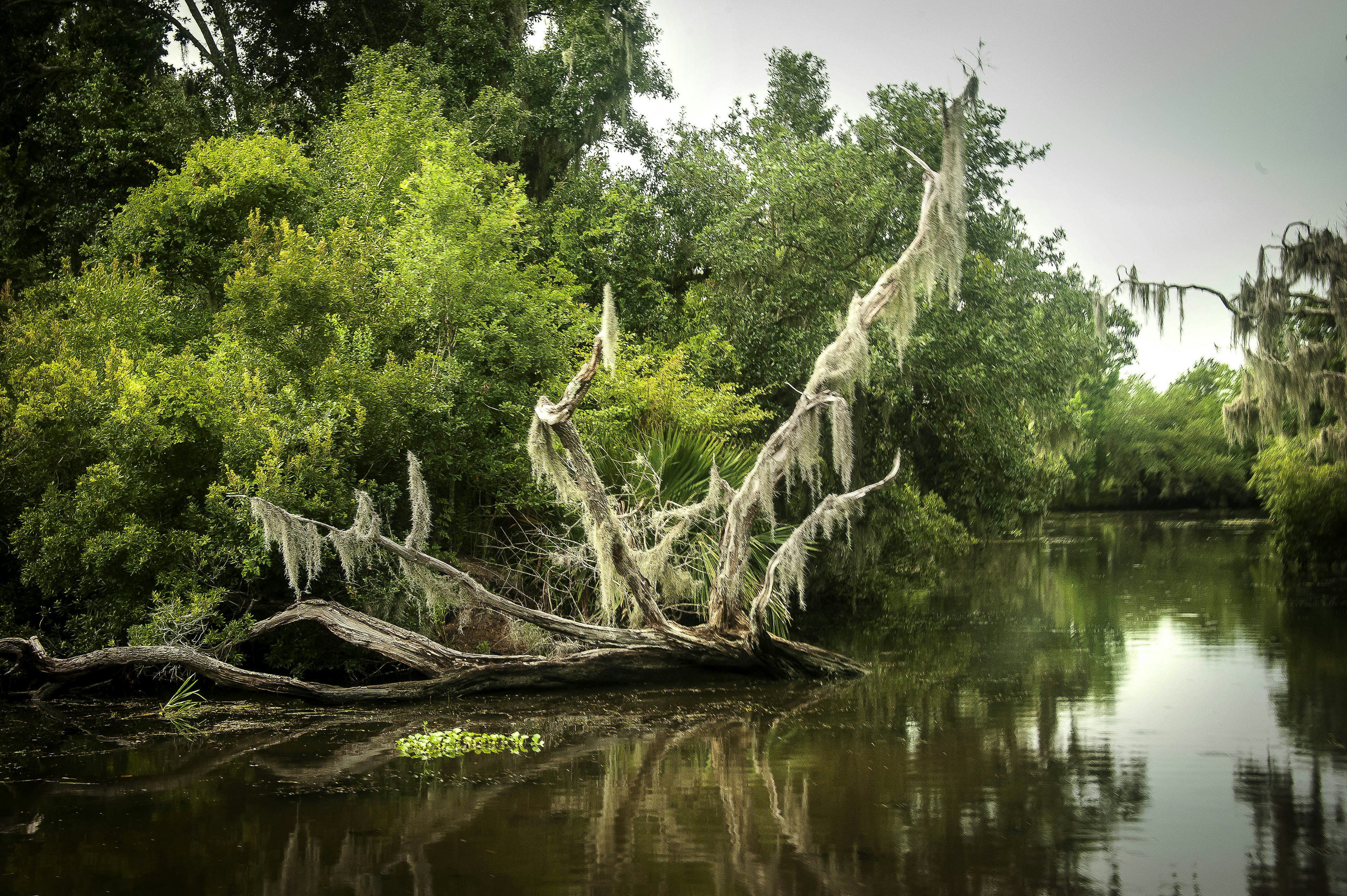 Barataria Preserve