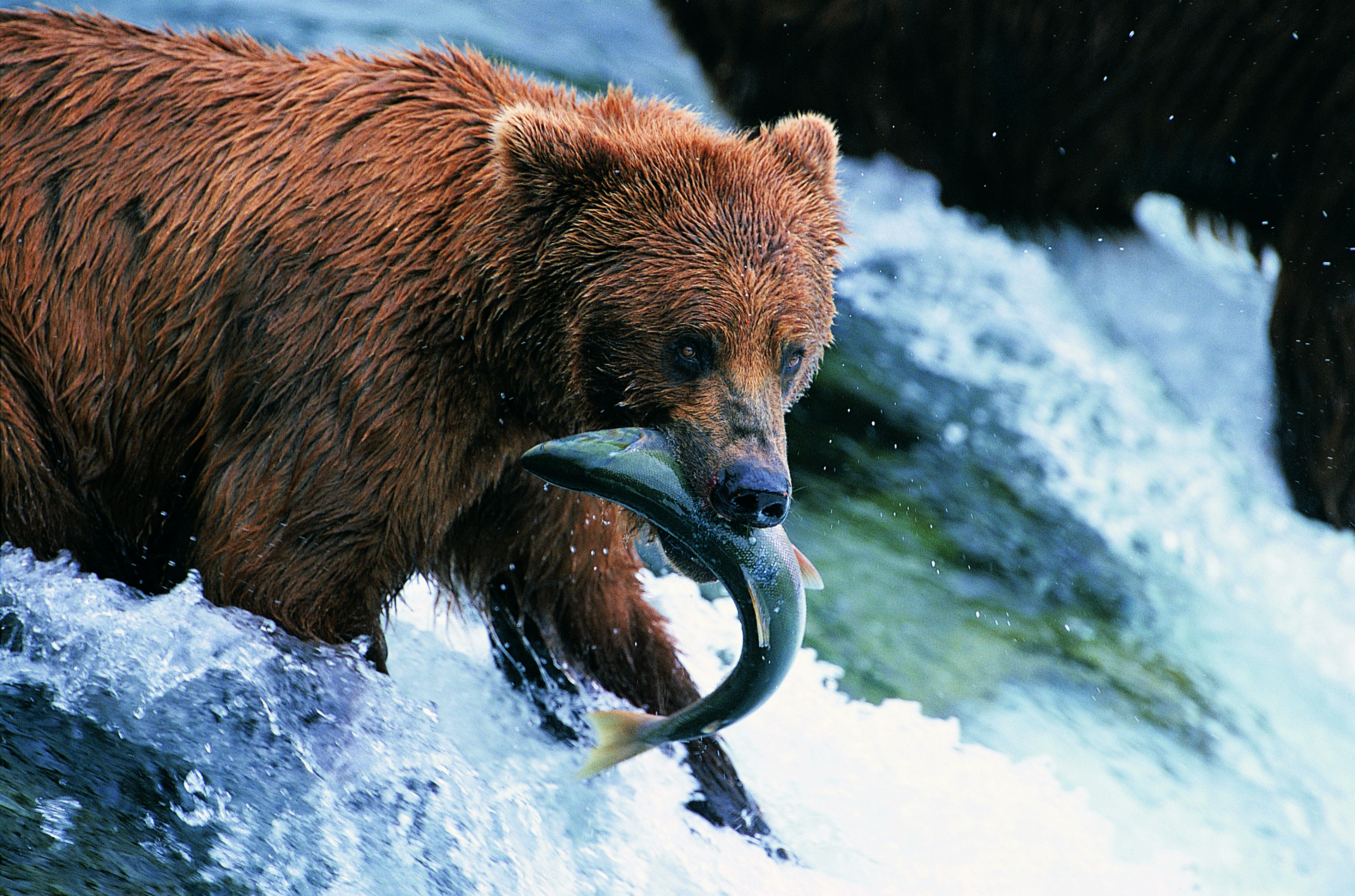 Brown bear with a fish in its mouth at the Brooks River in Katmai National Park