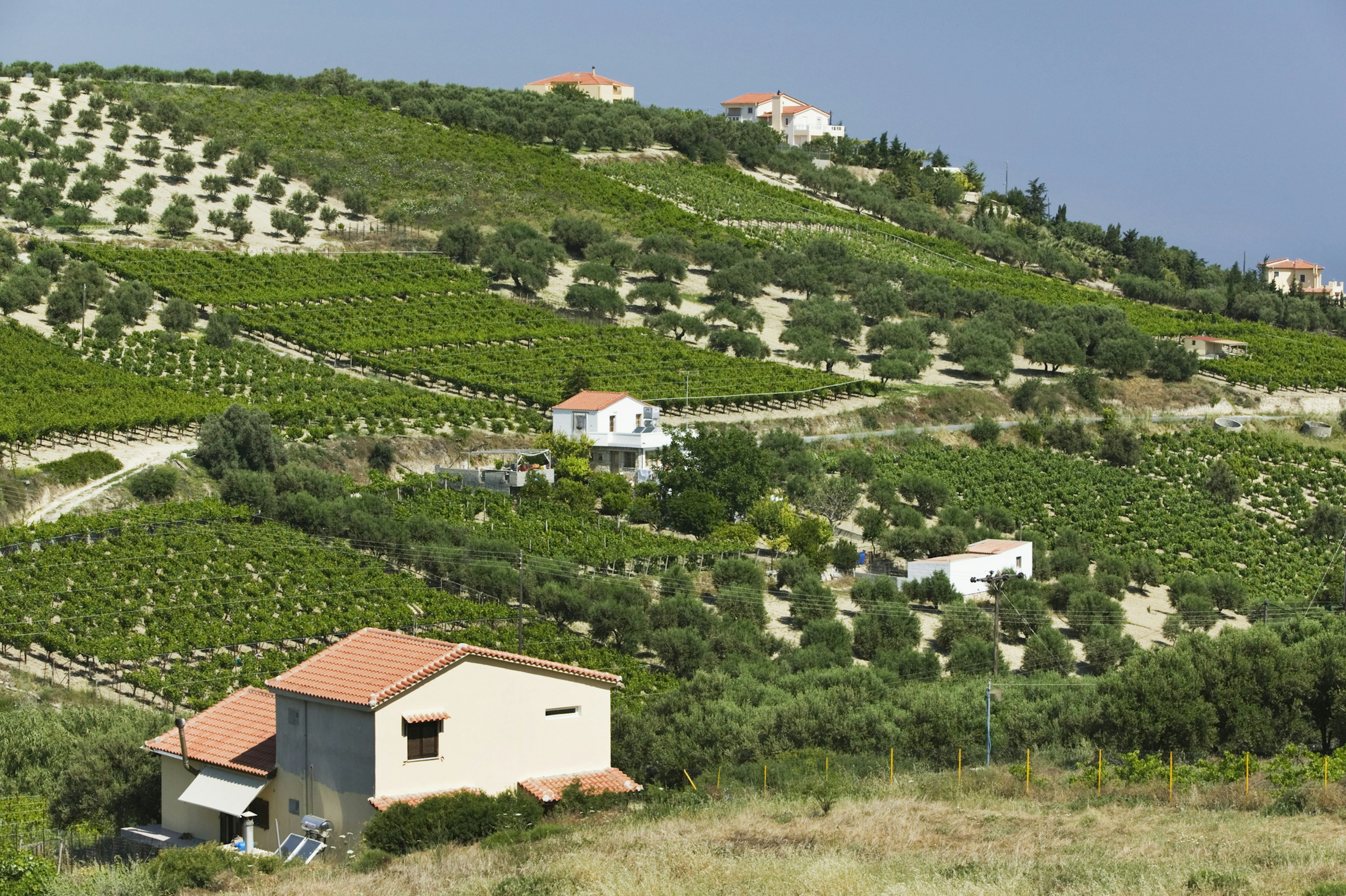 Rows of green vines stretch across the hillsides between white brick houses