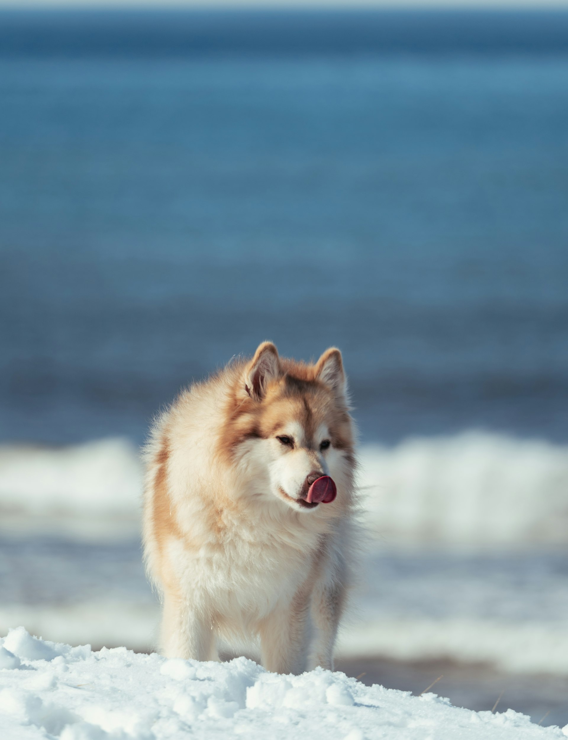 Grim, “the real star of the show,” playing in the snow.