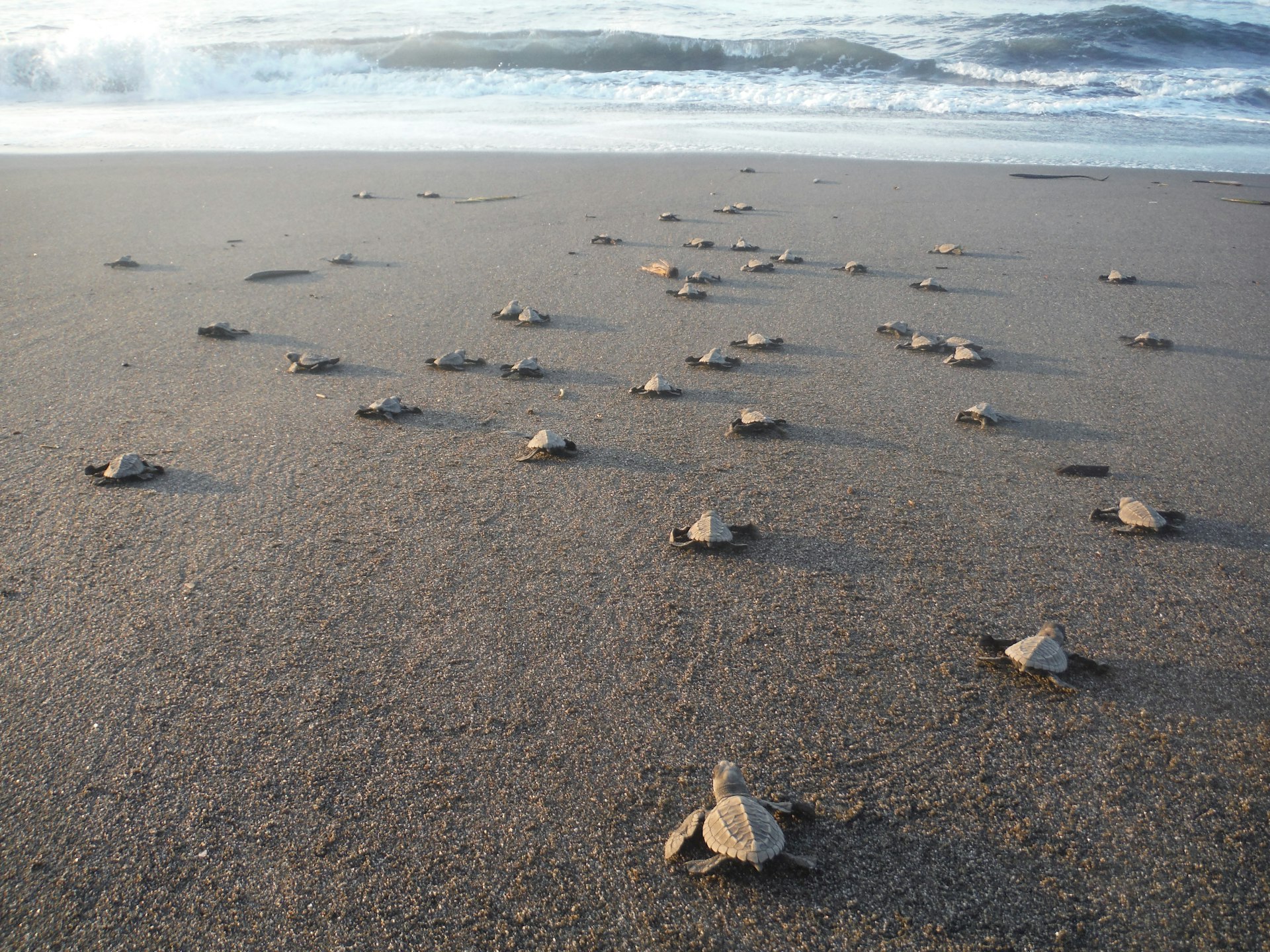 Turtles scuttling towards the surf on a beach in Guatemala, with waves breaking behind.