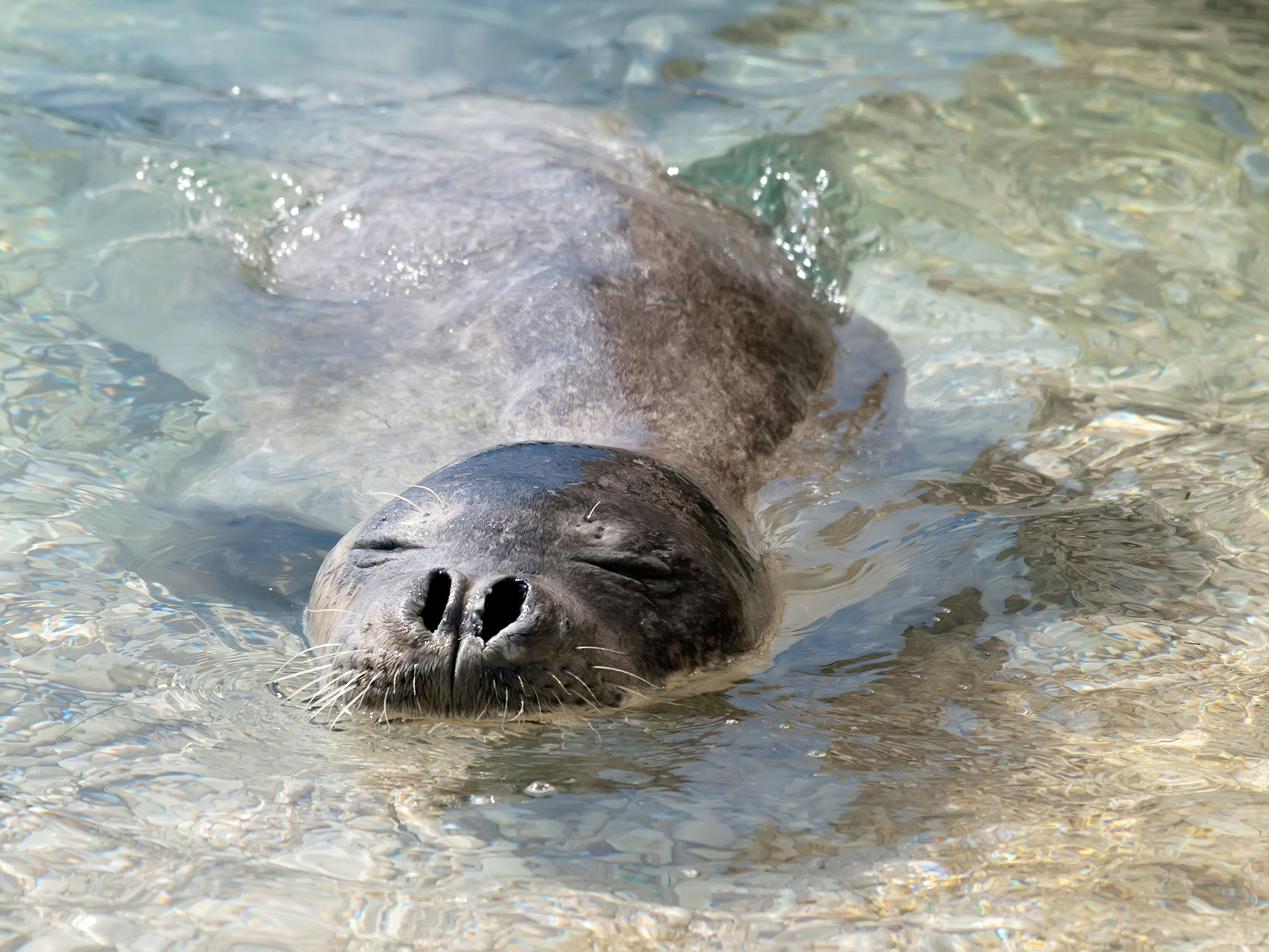 Mediterranean monk seal