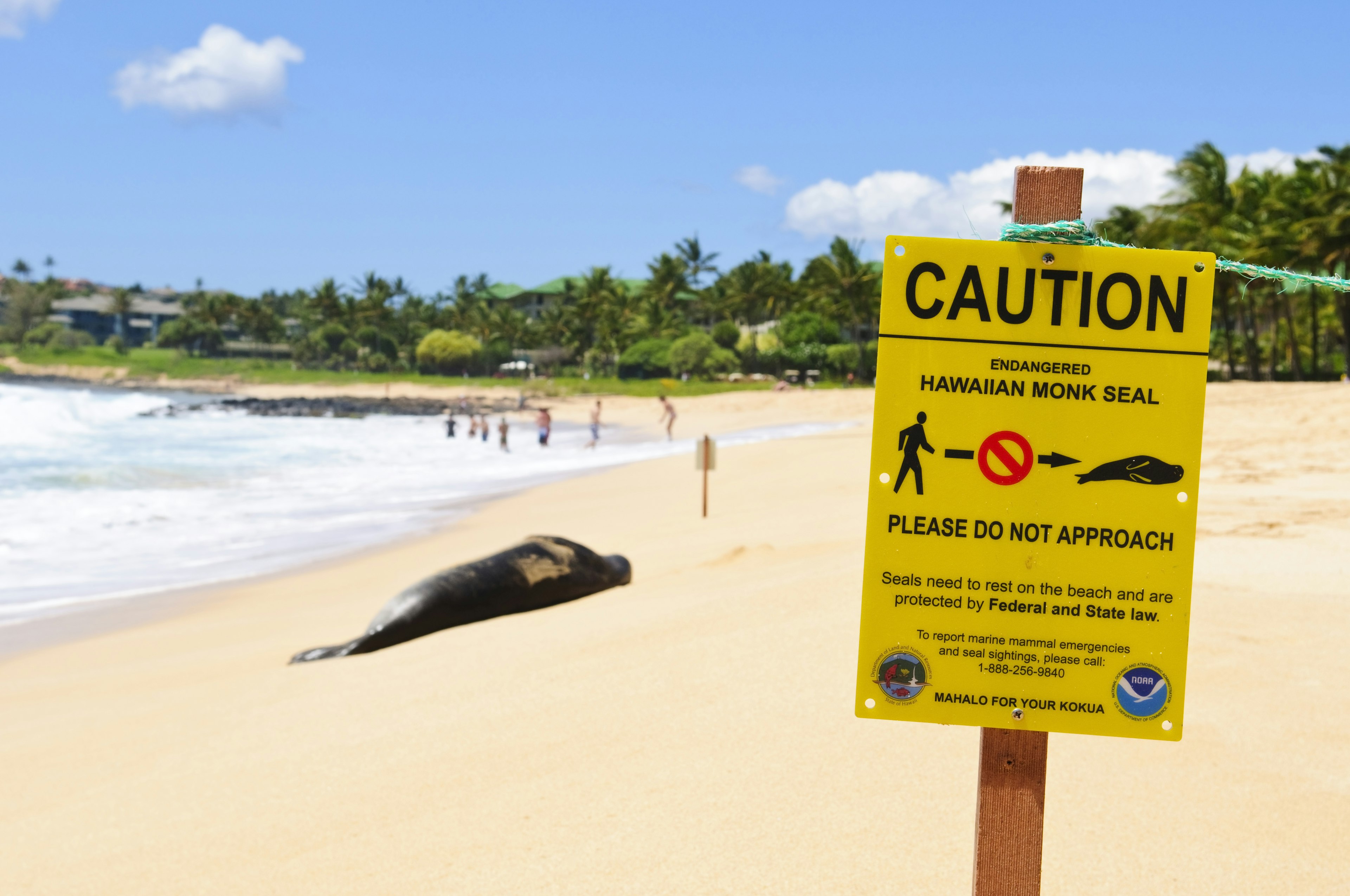 Endangered Hawaiian Monk seal resting on Shipwreck Beach on Kauai