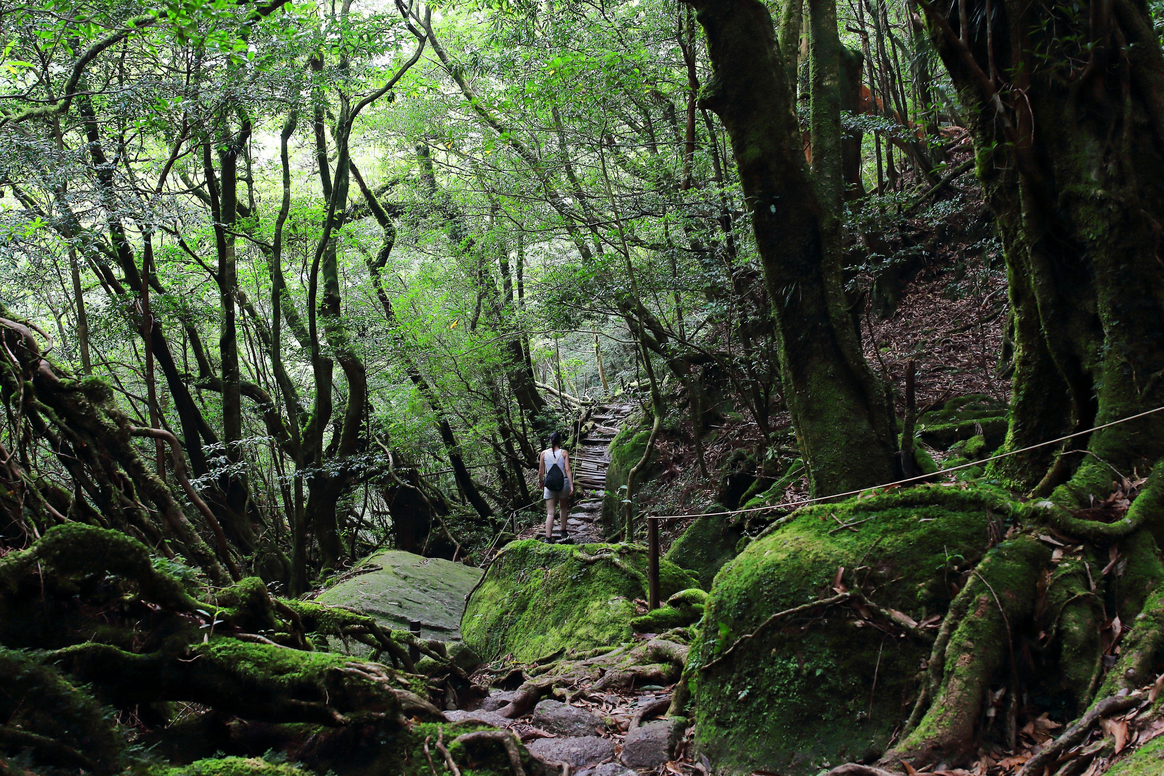 Rear view of a solo hiker has they make their way through dense woodland. Tree roots are gnarled and go over the path in places