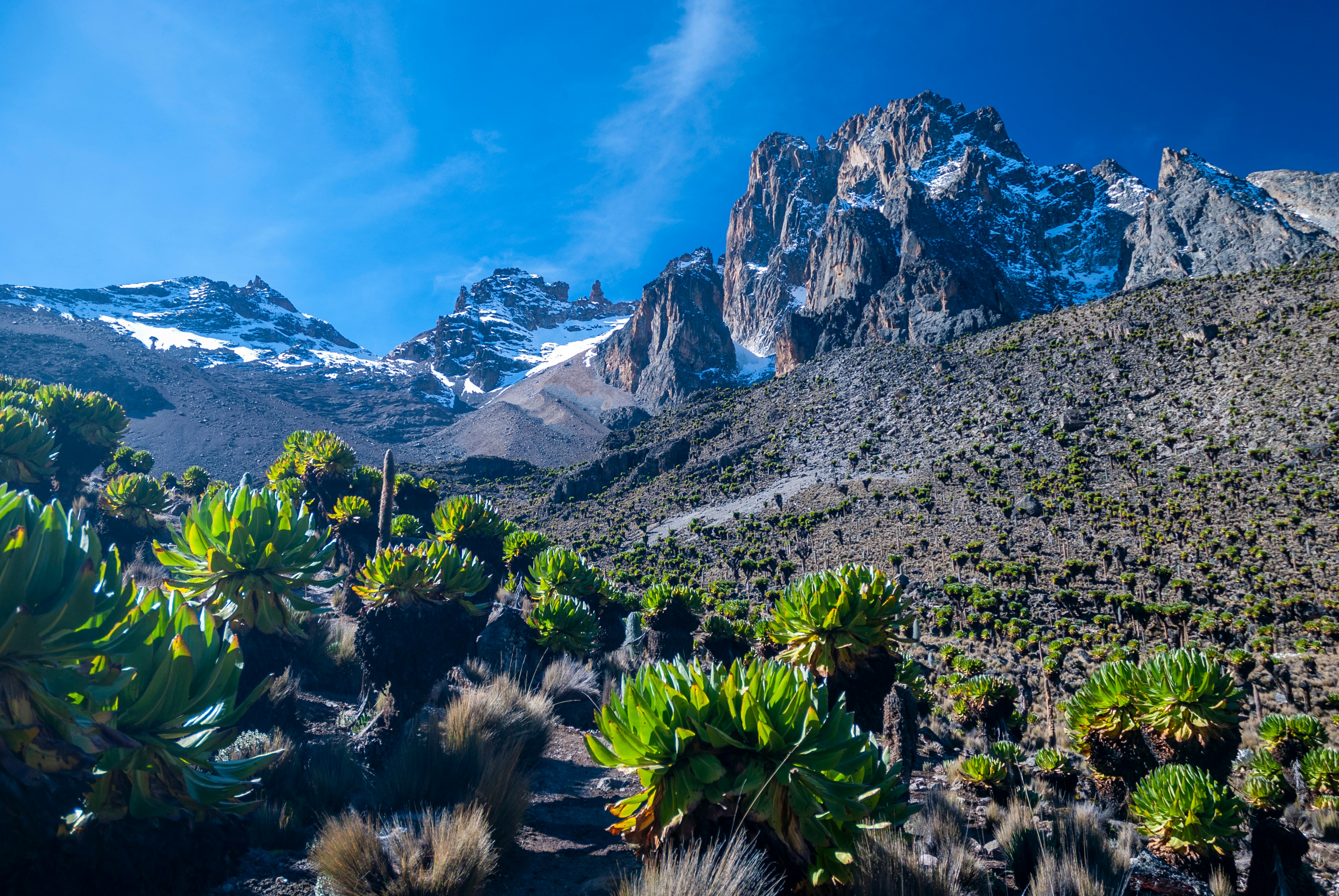 Green lobelias on the slopes of Mt Kenya