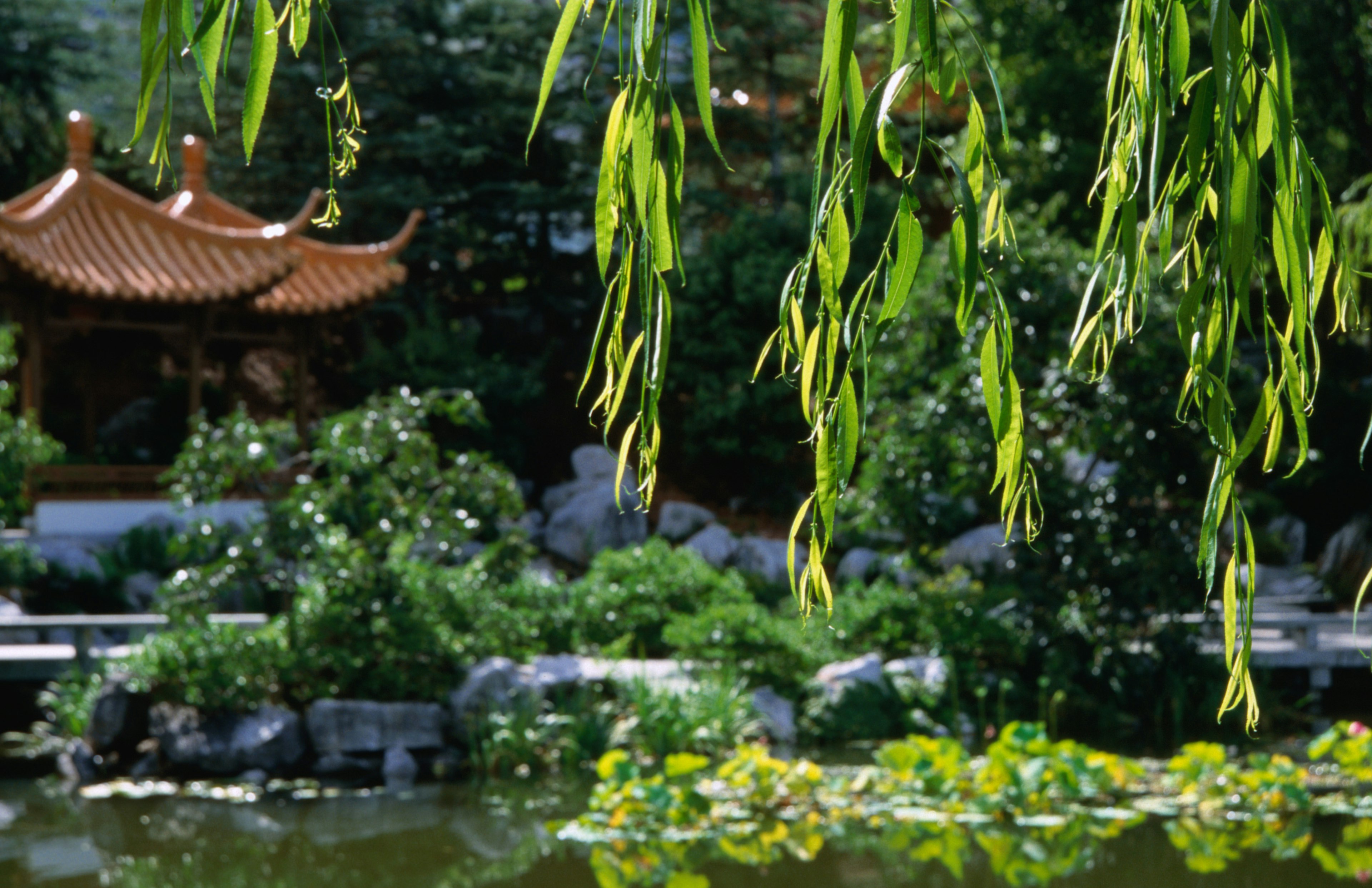 The Chinese Friendship Garden at Darling Harbour Sydney