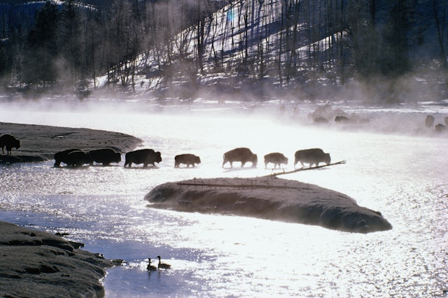 Bison and geese in Yellowstone National Park in winter, Wyoming, The West, USA