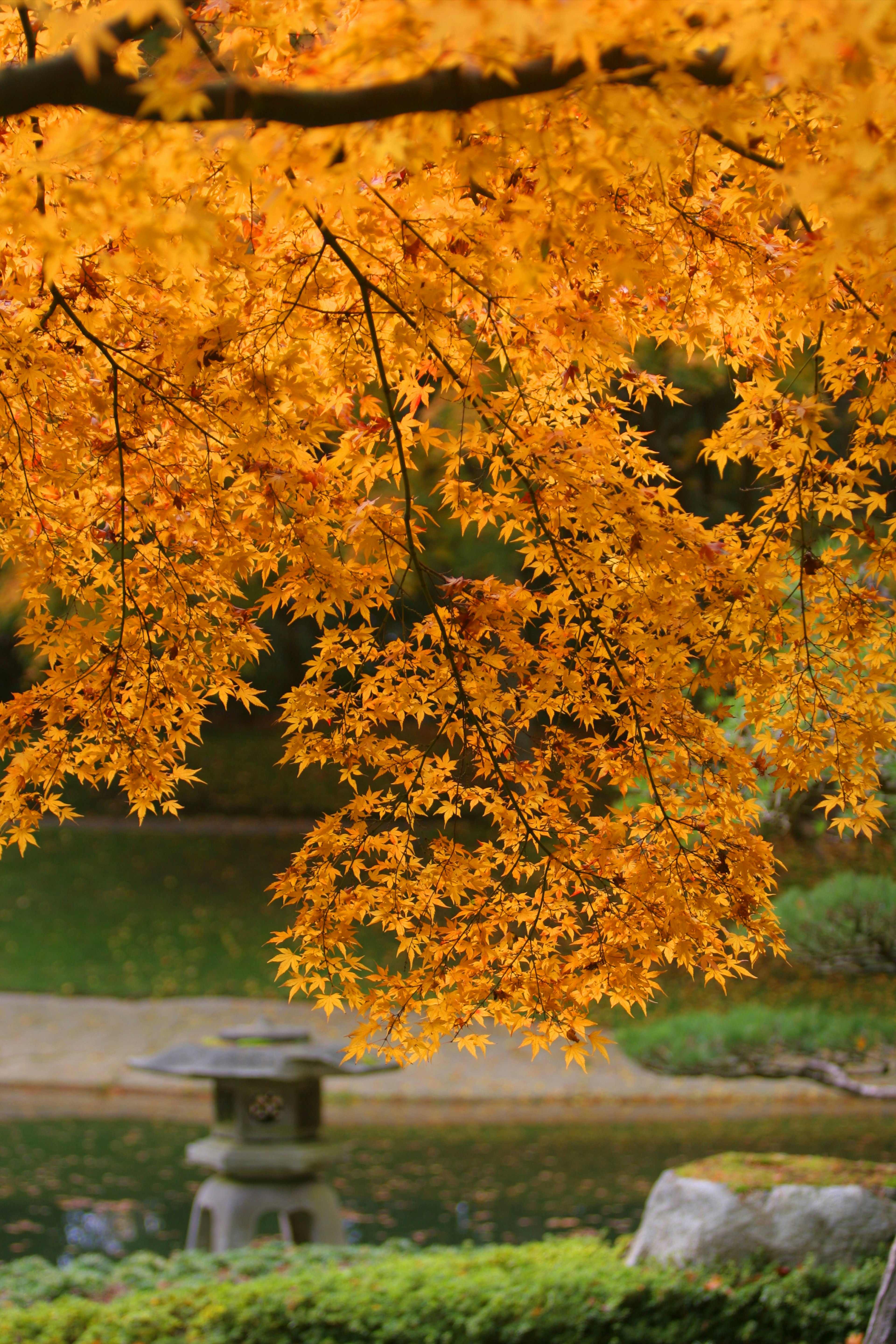 Nitobe Garden at the University of British Columbia