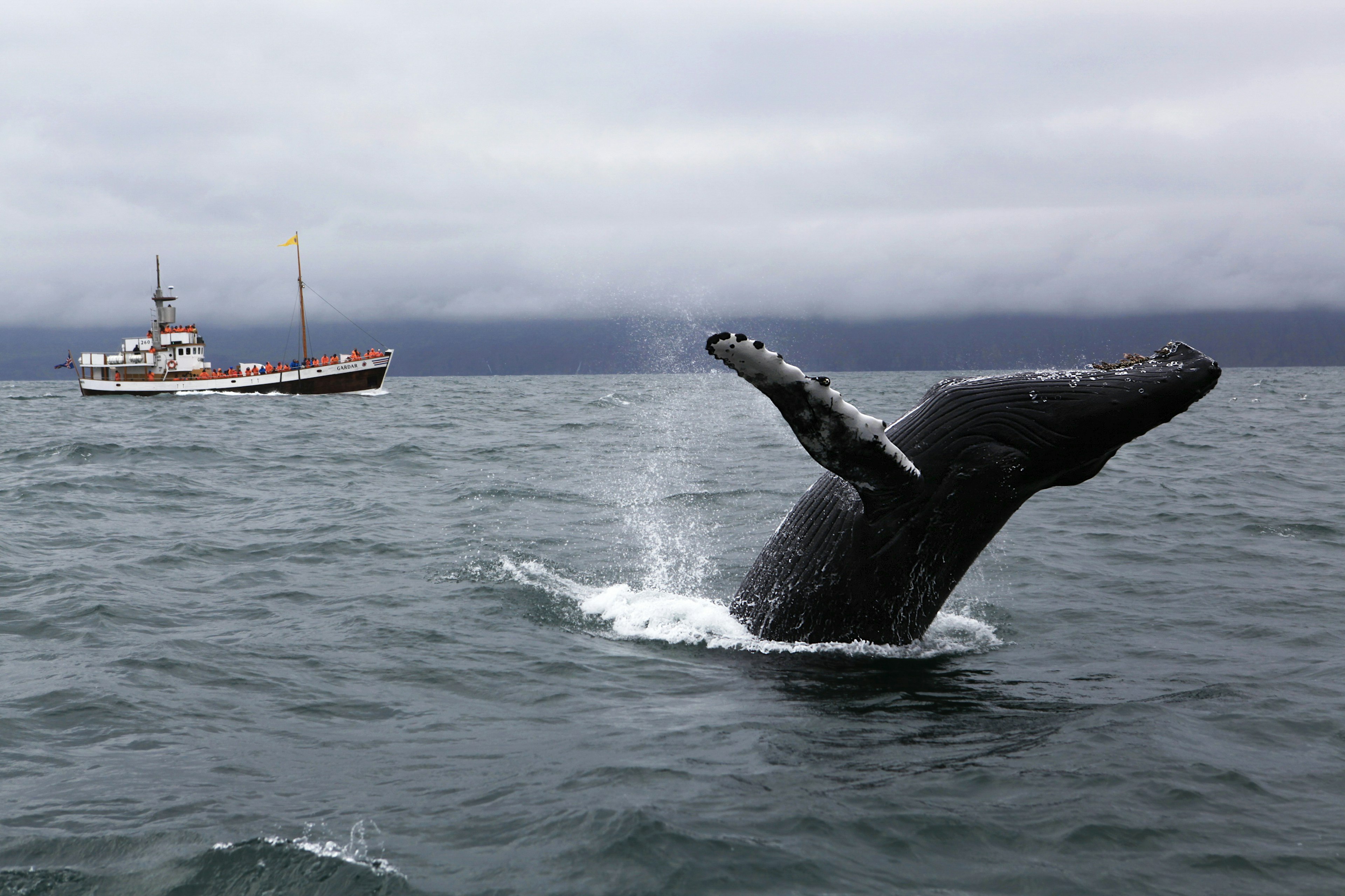 Whale-watching trips make for a fun-filled family day out from Reykjavík. Egill Bjarnason for Lonely Planet