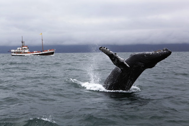 Whale-watching trips make for a fun-filled family day out from Reykjavík. Egill Bjarnason for Lonely Planet