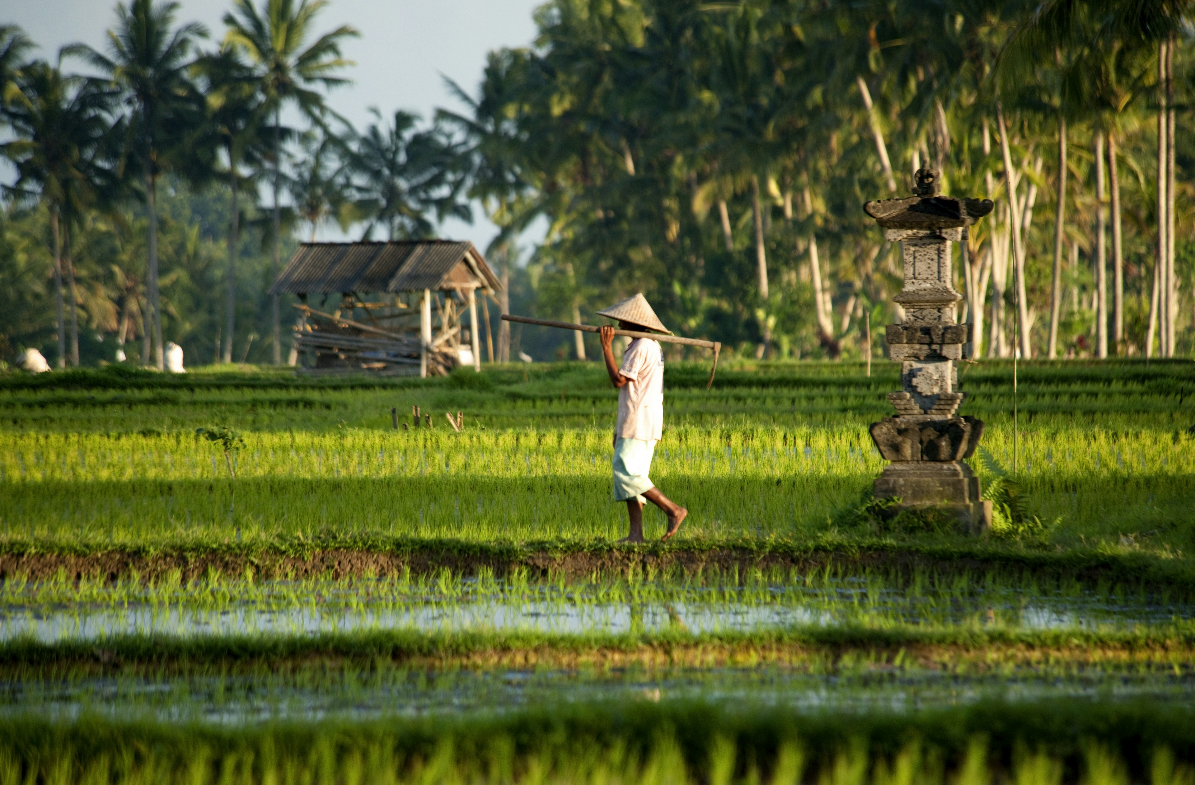 A person, dressed in white and wearing a conical hat, carries a long tool over their shoulder as they walk through a flooded rice field