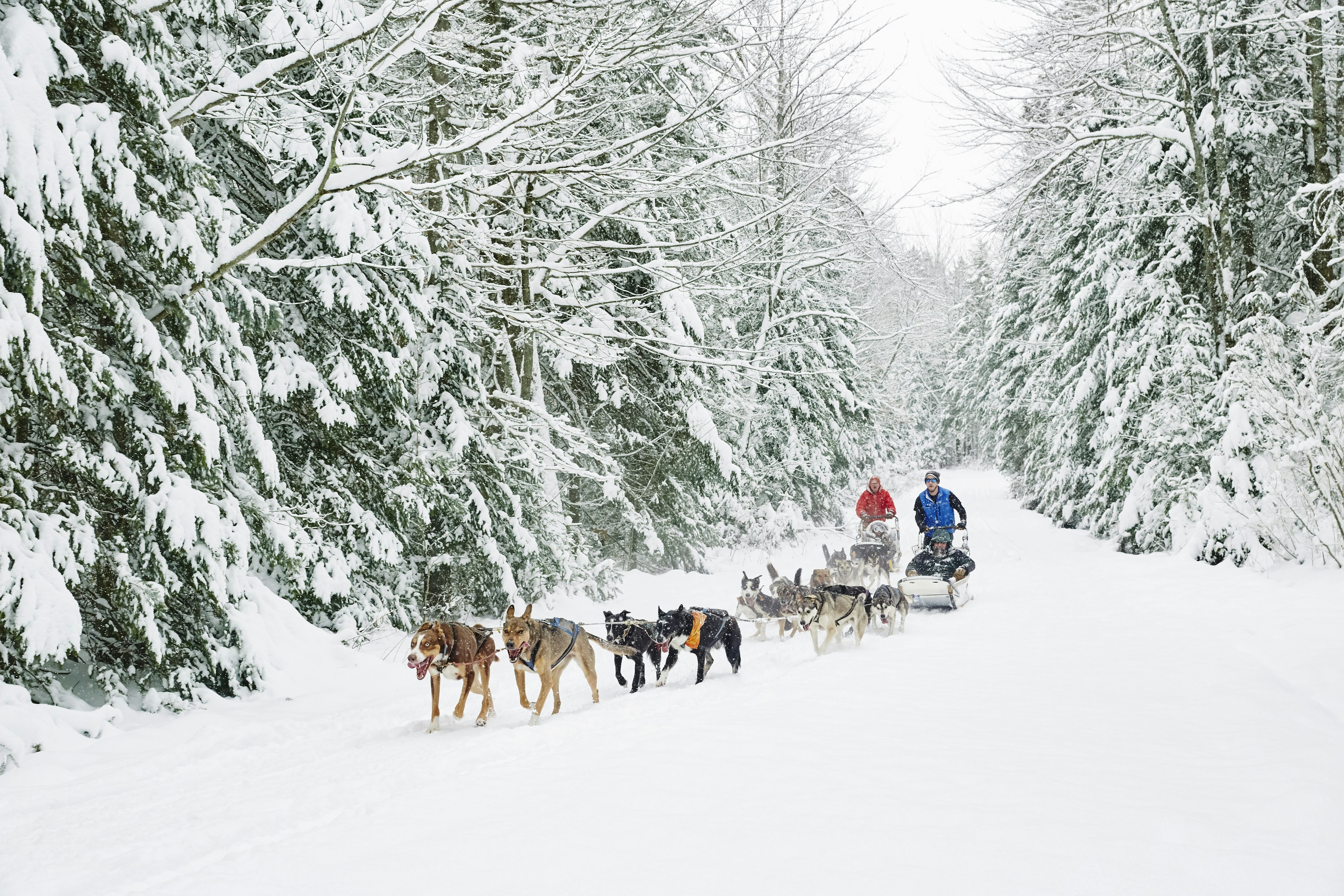 Husky pack pulling sled in snow in Vermont