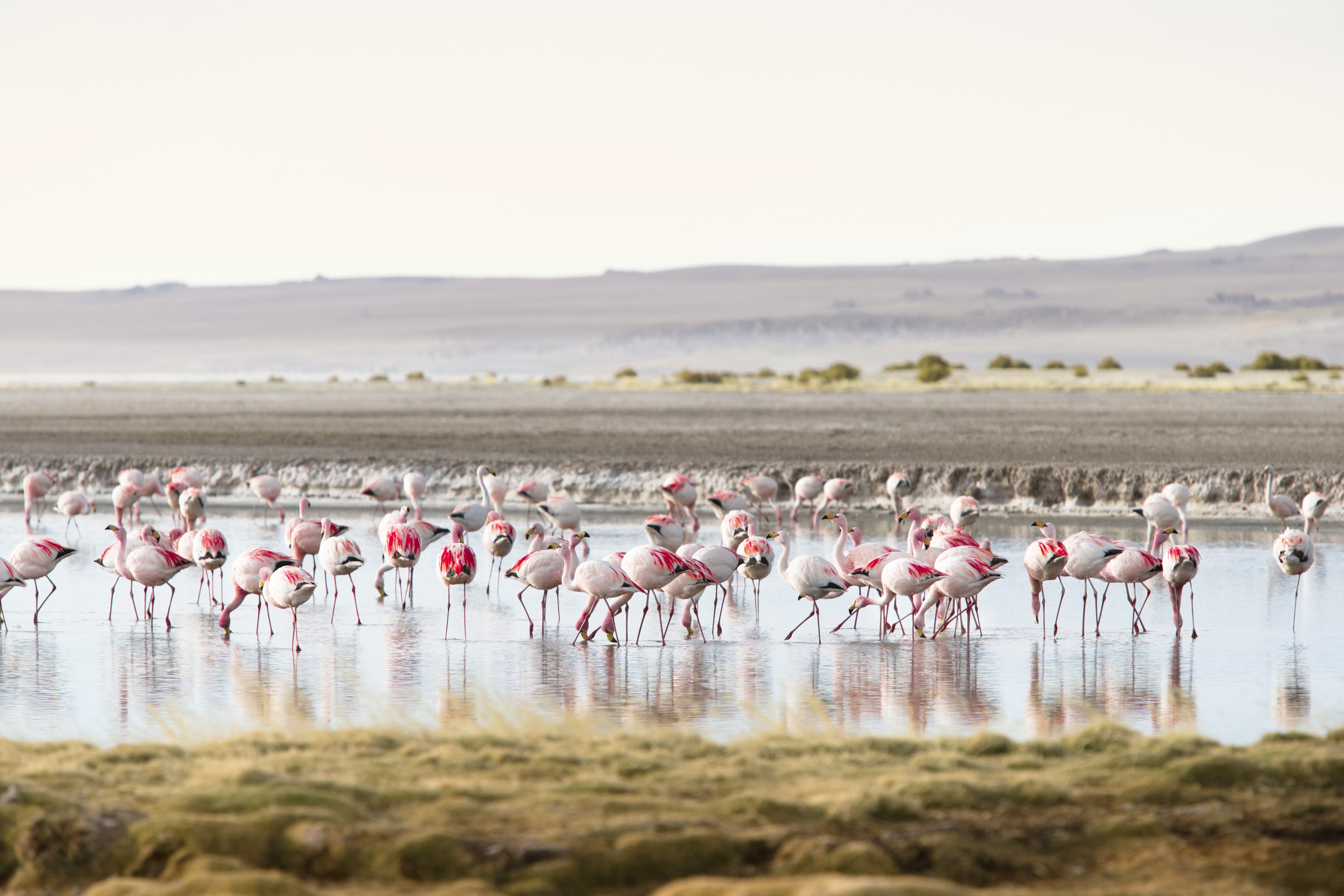 A flock of James’ flamingos feeding in Salar de Tara.