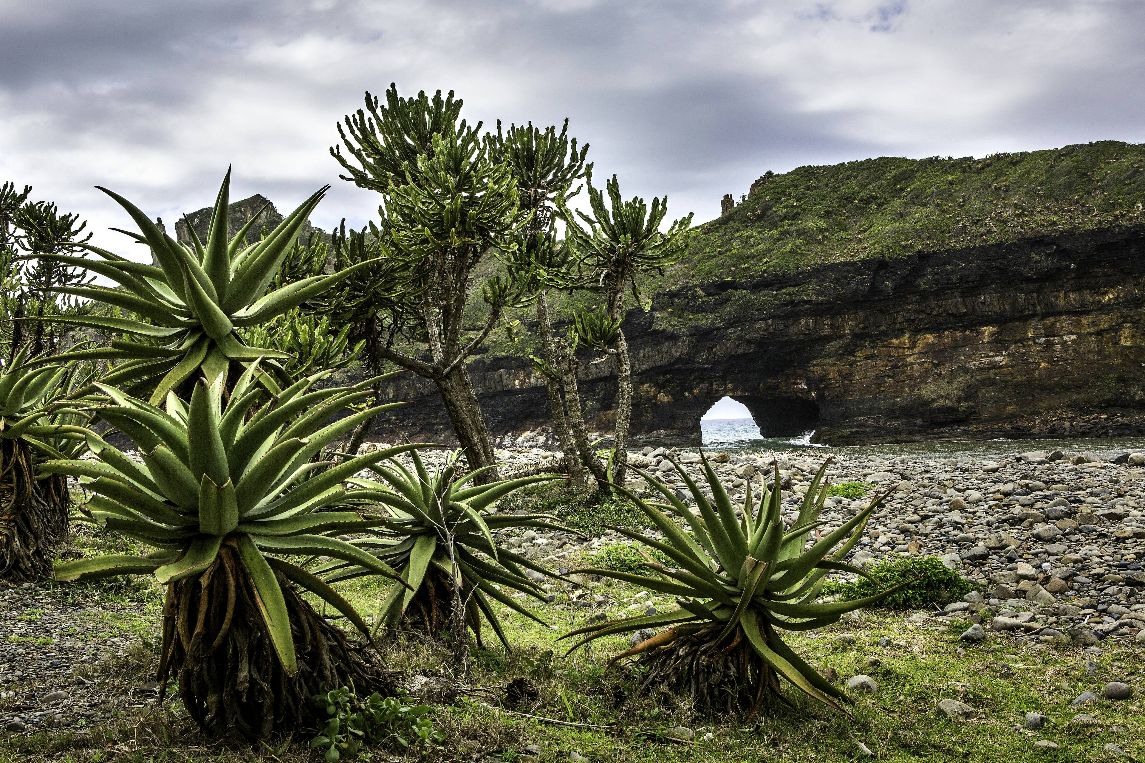 Spiky aloe plants grow by the ocean coast with the Hole in the Wall rock formation in the background