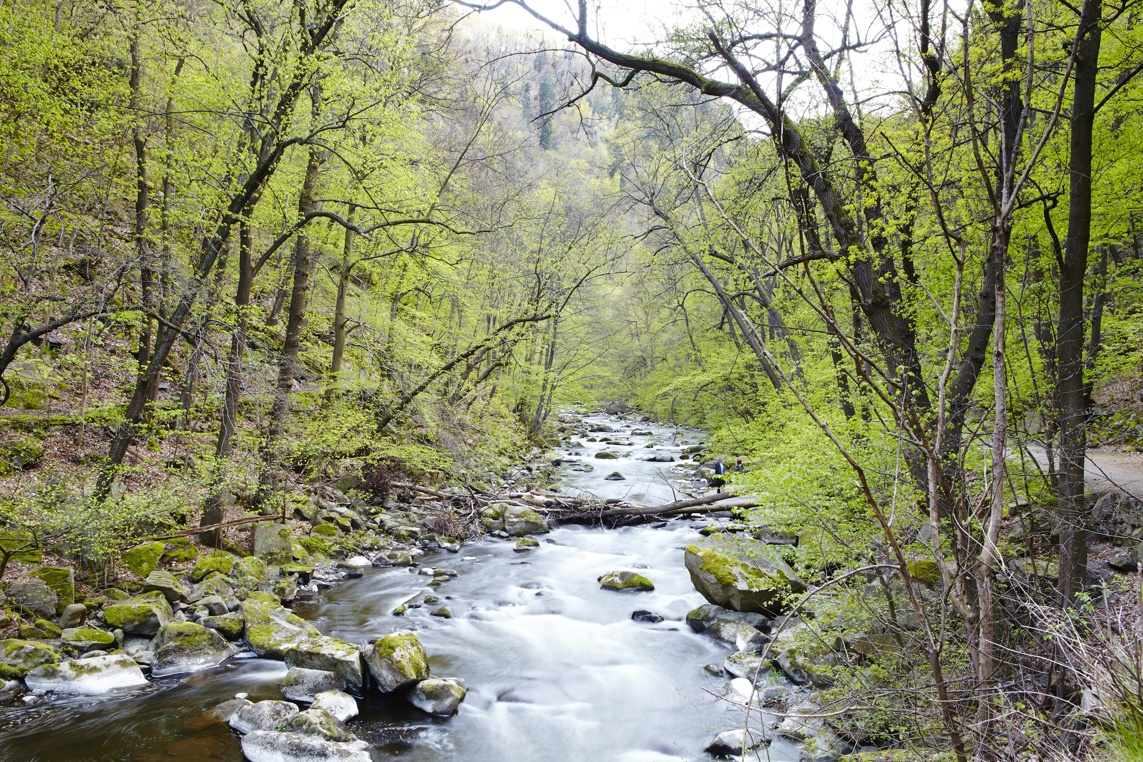 A stream passing through a forest