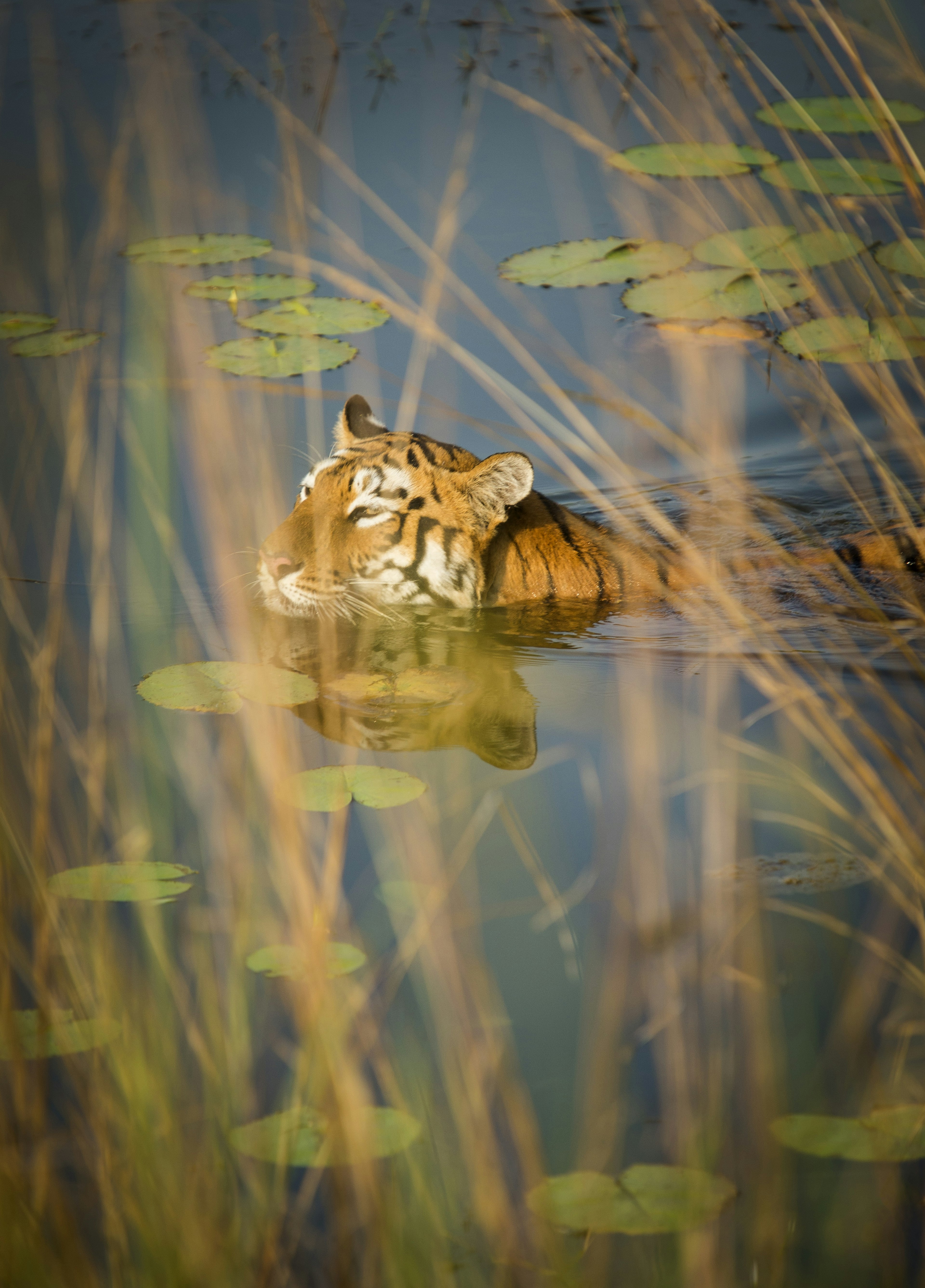 A tiger swims through a waterhole, seemingly unaware of the photographer, Tadoba National Park