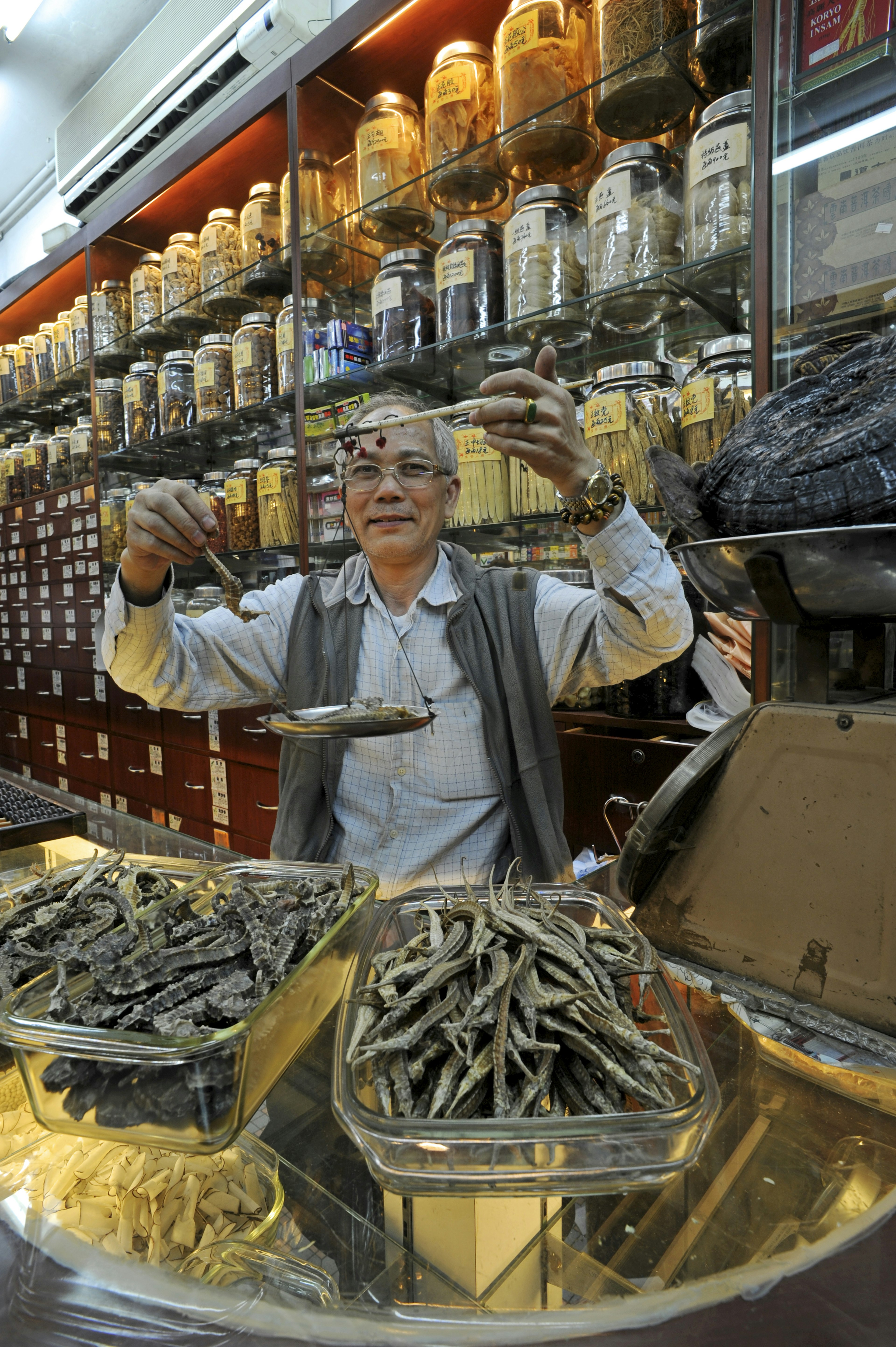 Chinese herbalist weighing dried sea horses