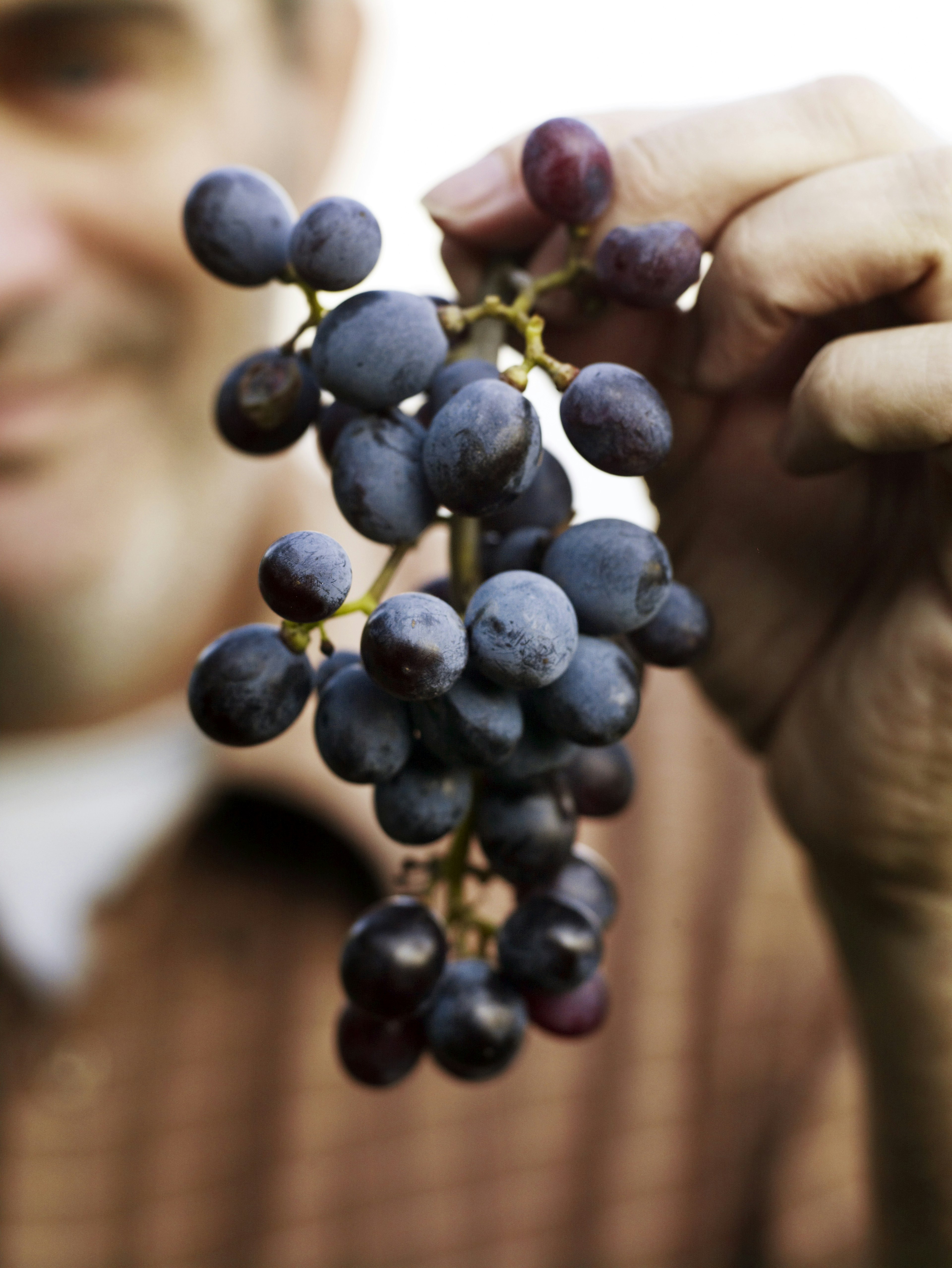 Man holding bunch of grapes in vineyard.