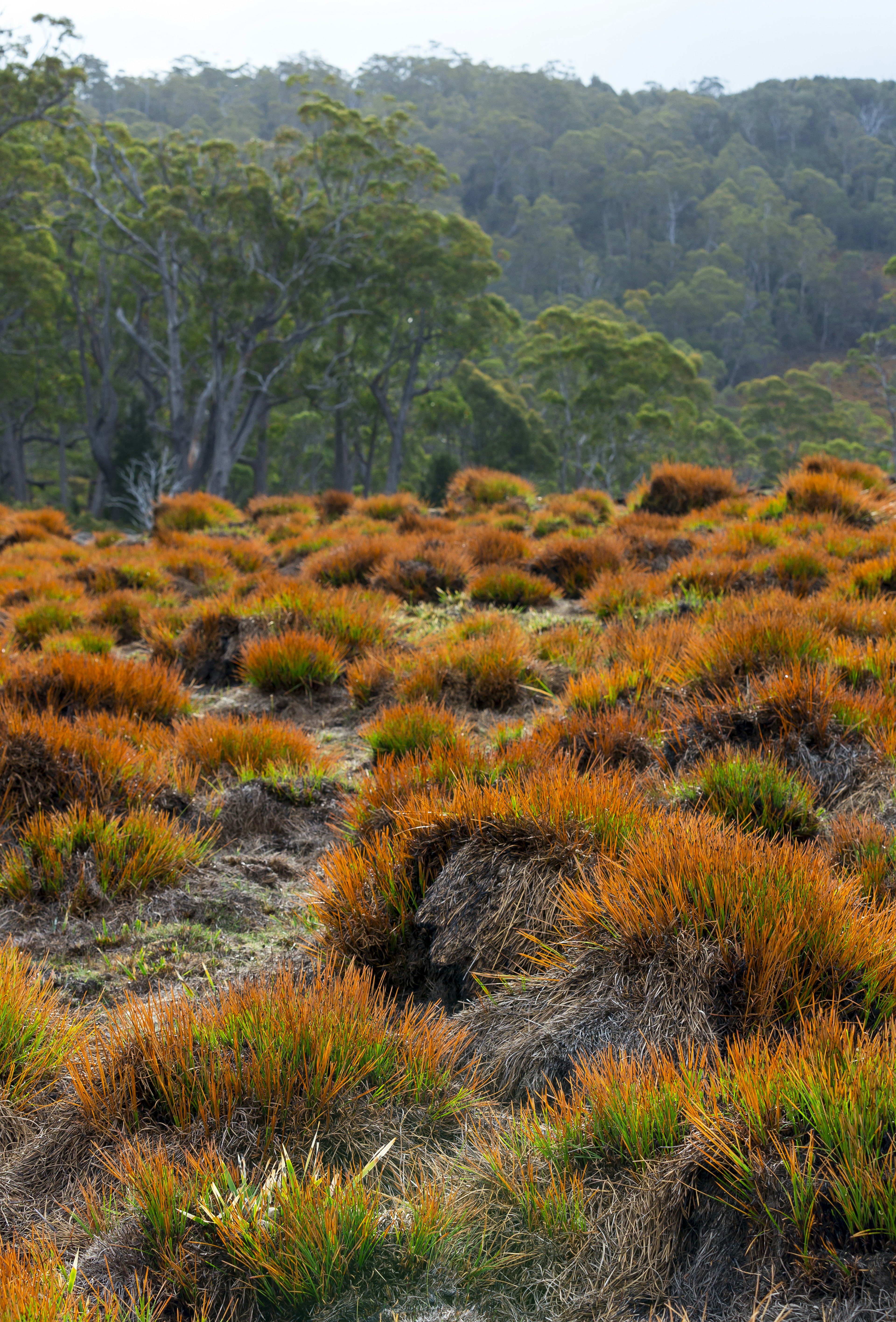 Cradle Mountain