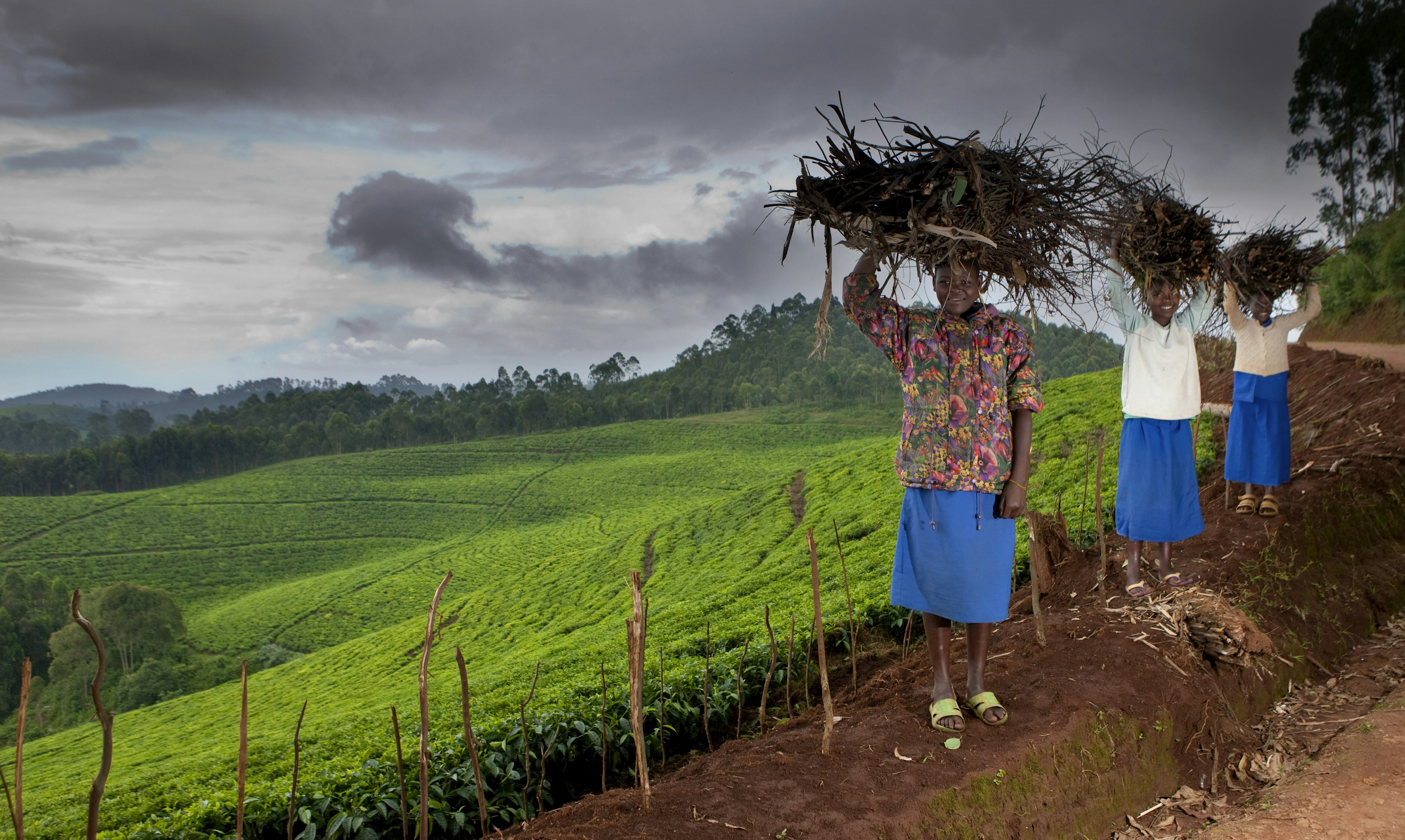 Women in royal blue skirts carrying firewood along a road beside tea plantation and rainforest in Nyungwe