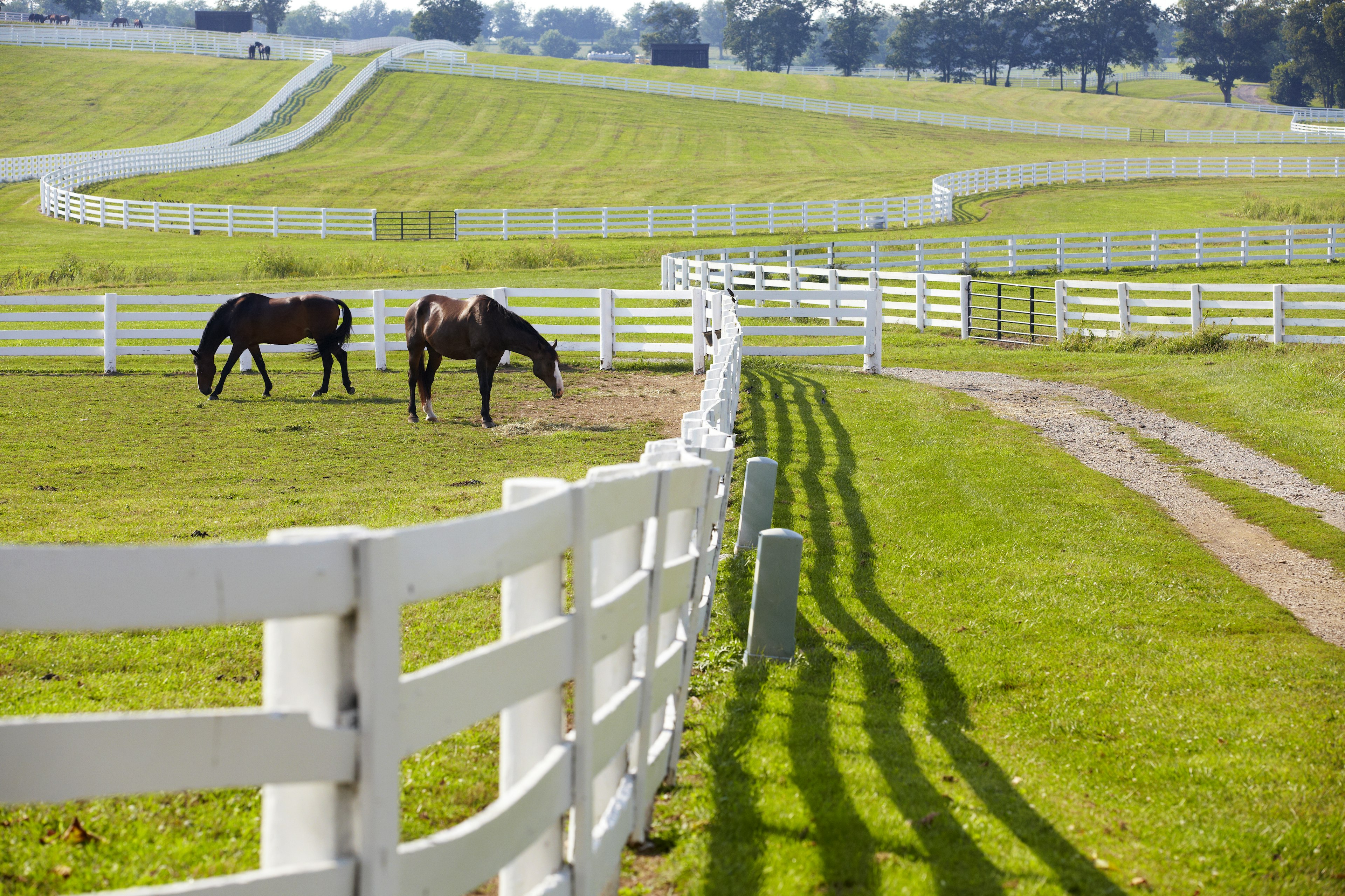 Horses grazing at a horse-farm near Lexington, Kentucky