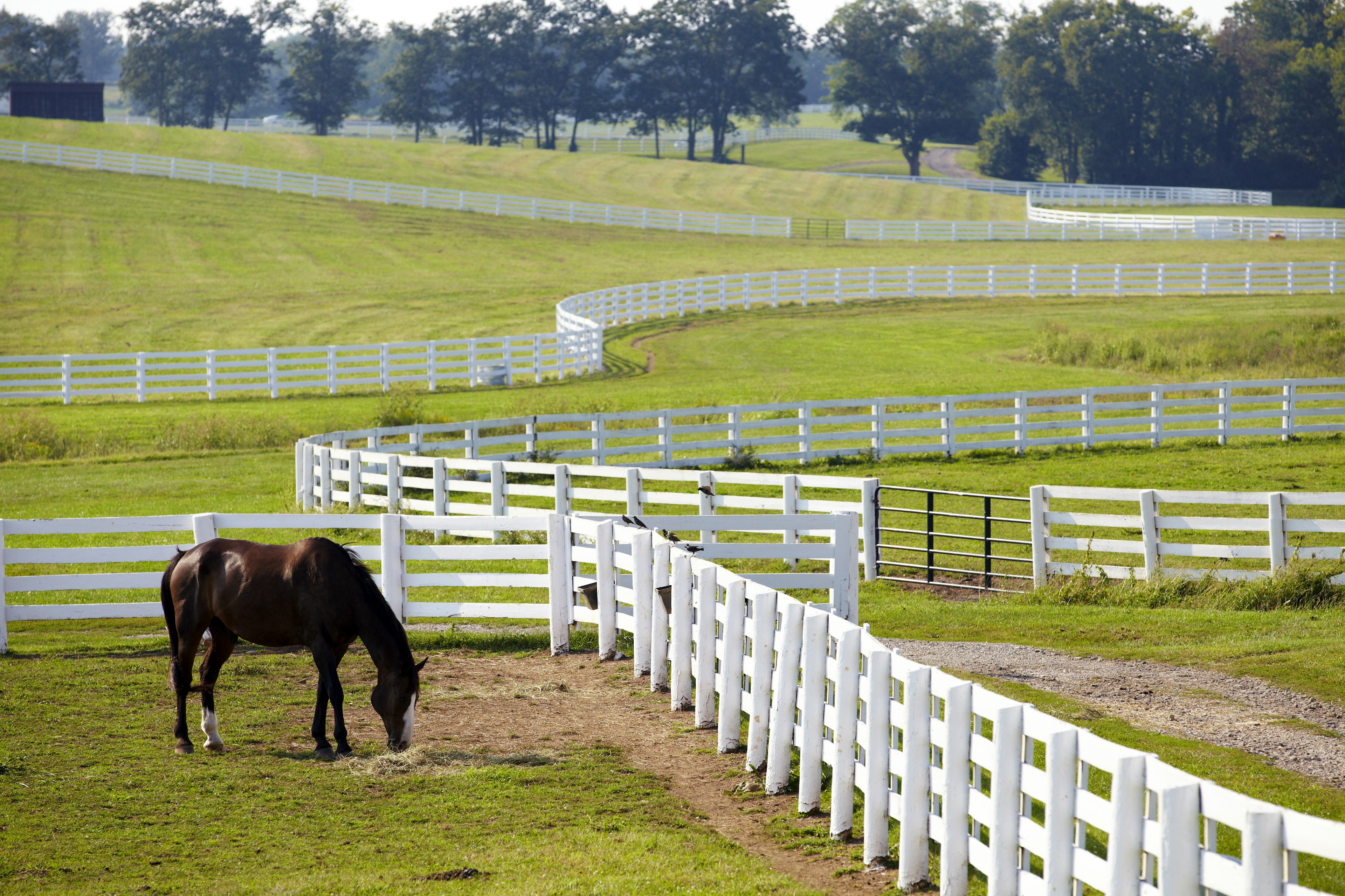 Horse farm