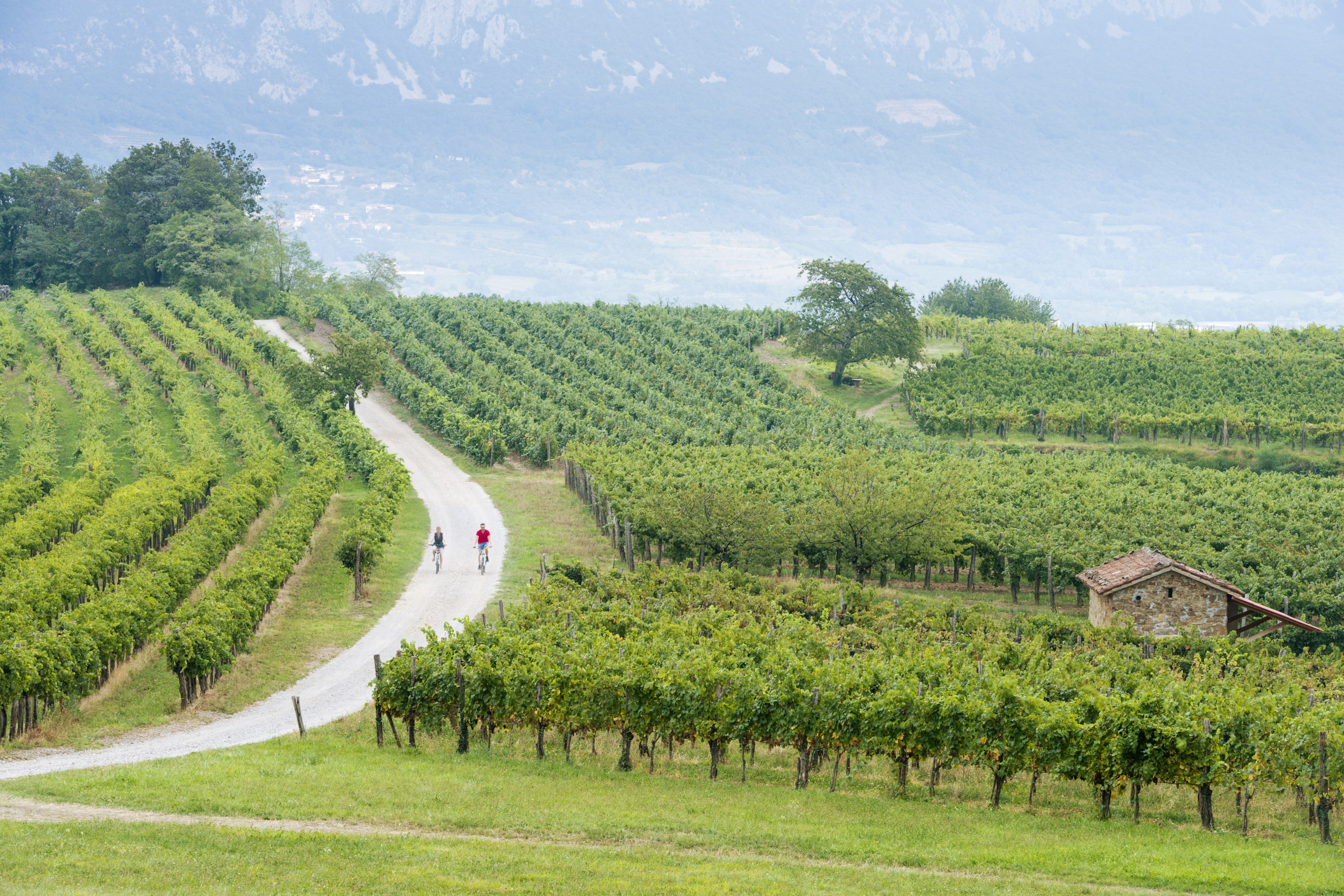 Two cyclists ride bikes down a hill in a vineyard