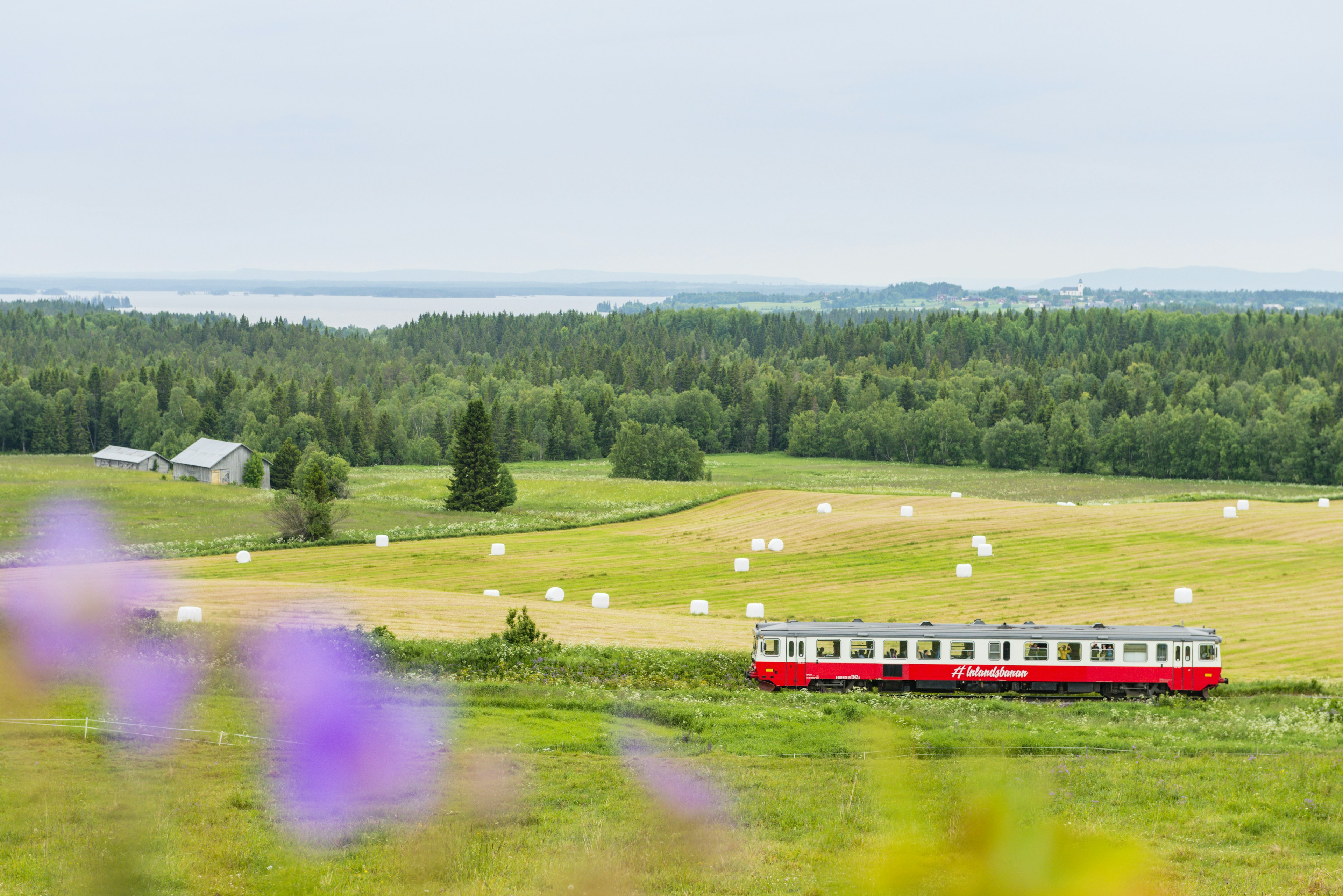 The red train carriage of the Inlandsbanan rolling through grassy fields and wildflowers south of Östersund