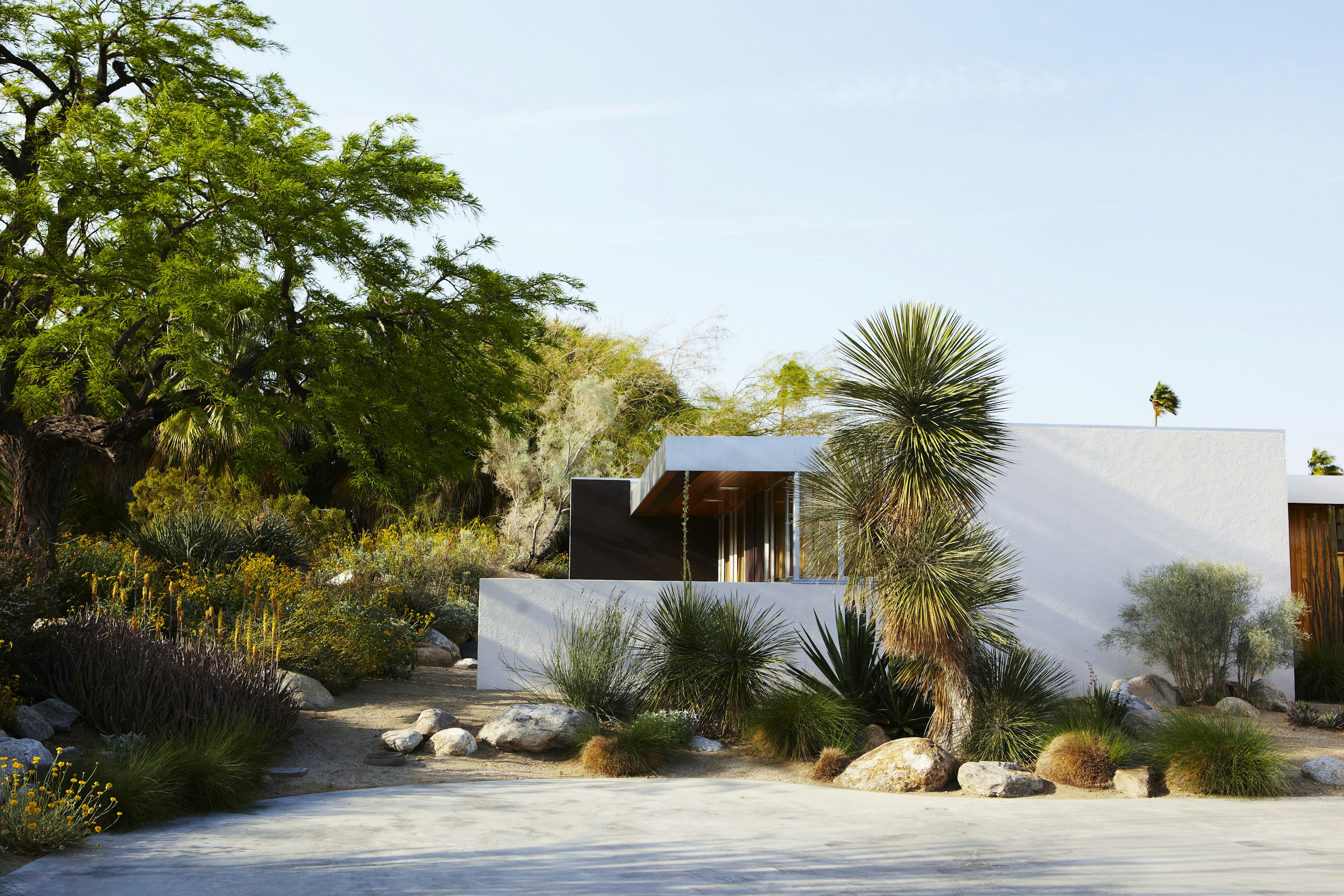 A white low-rise square designer home with straight lines. The yard is lined with palm trees