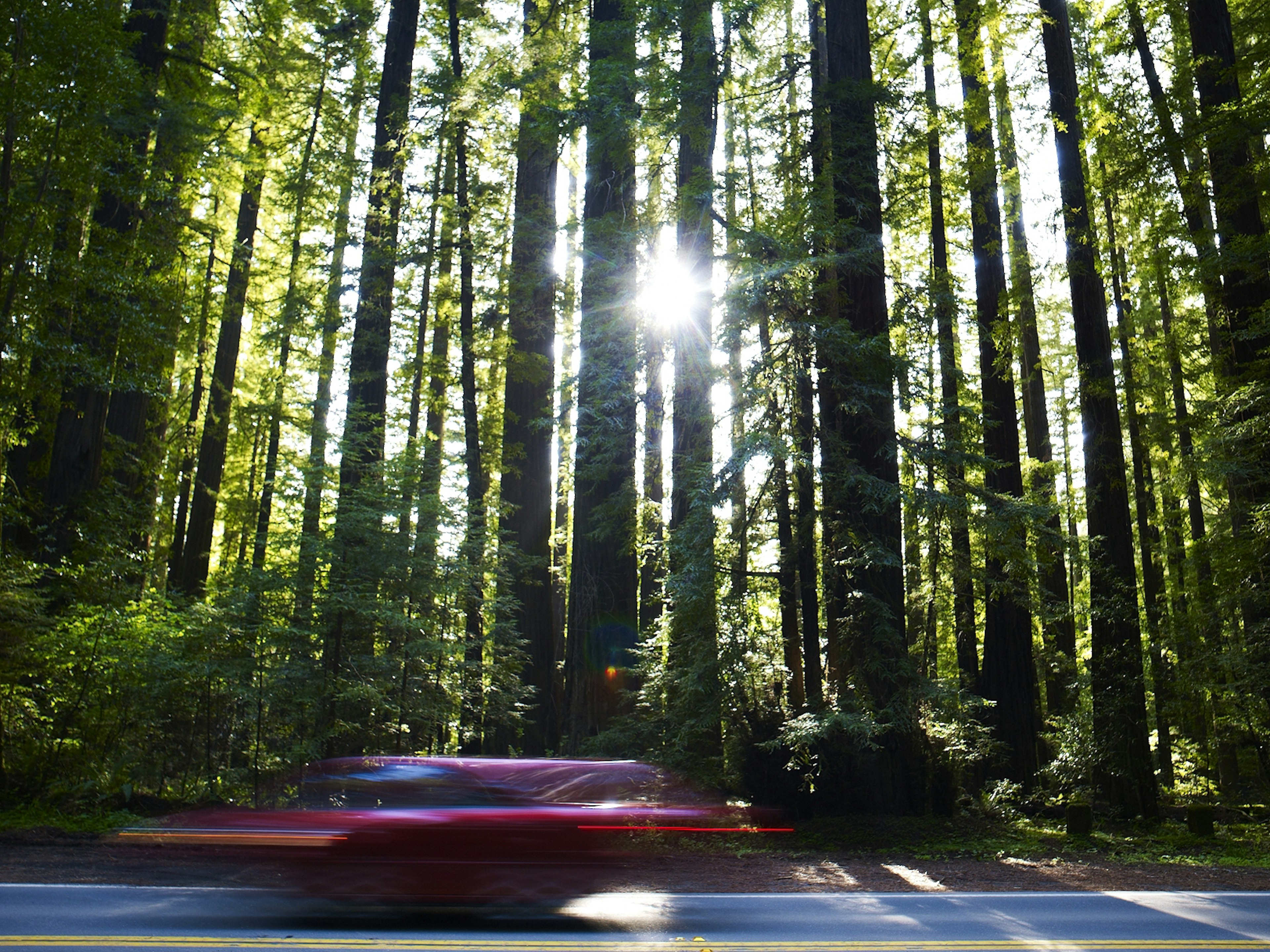 Car driving on road through forest of towering redwood trees.