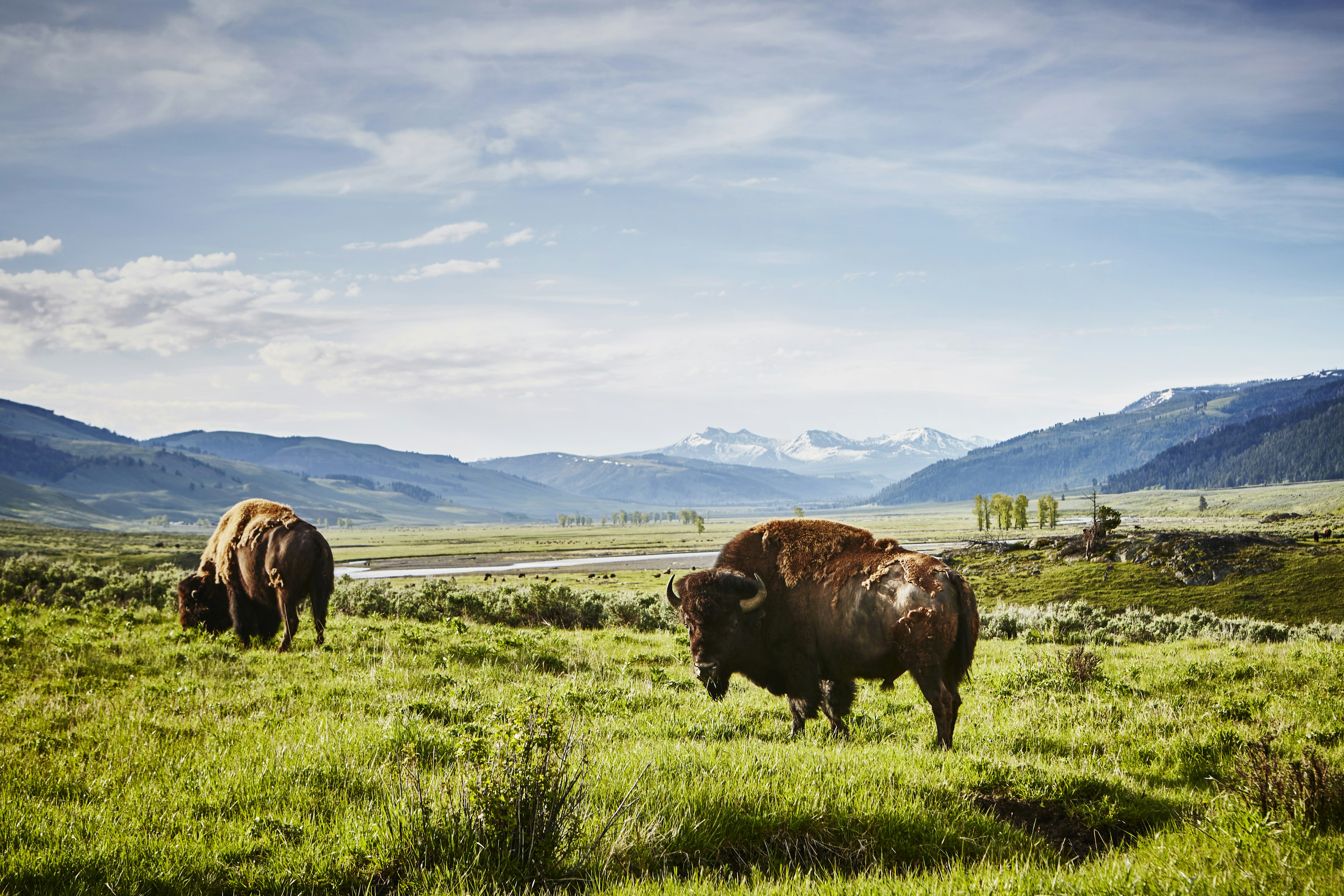 Bison looking at the camera in a beautiful landscape