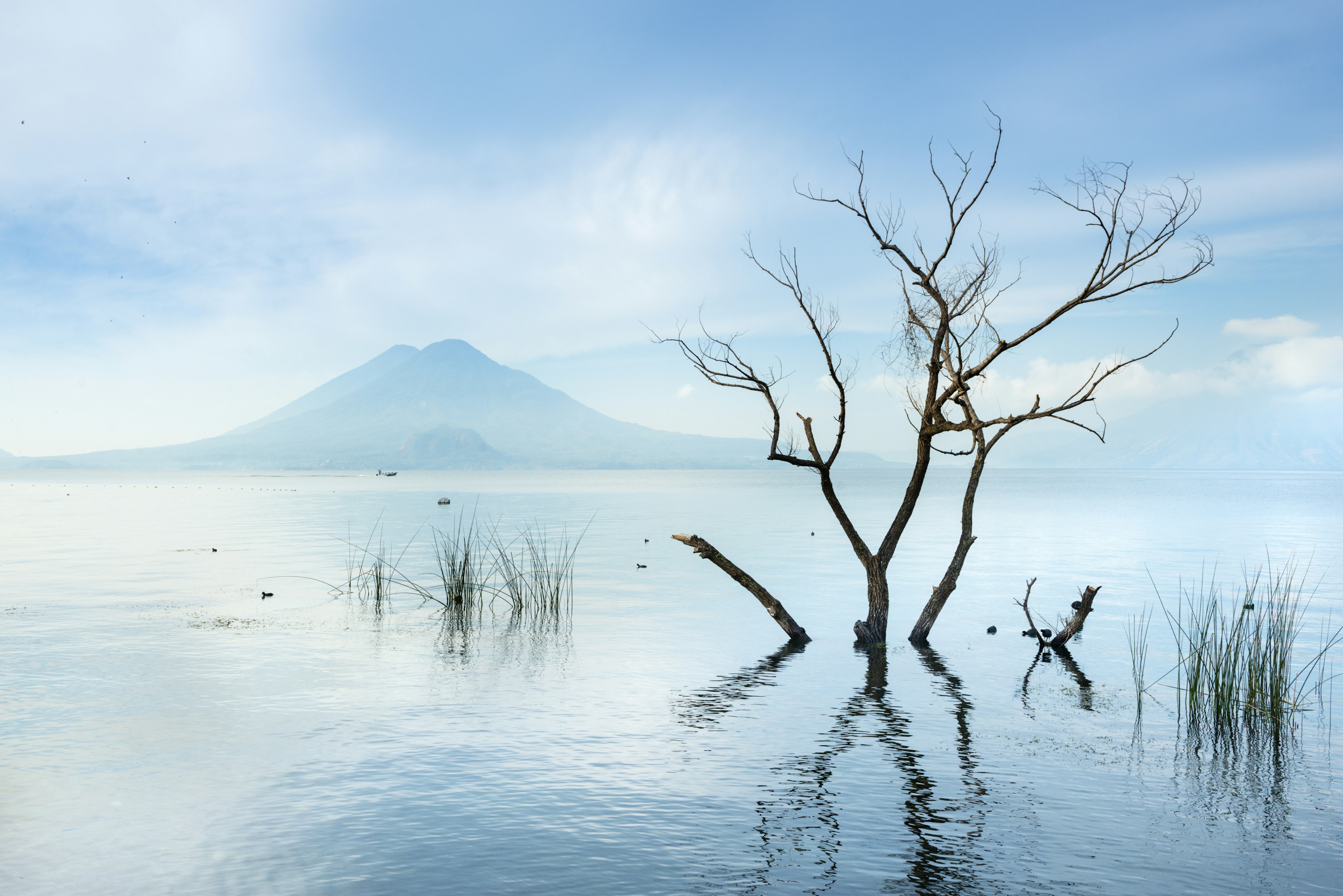 A massive lake with tree branches in the foreground and a peak in the distance