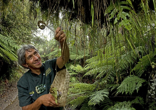 A Maori guide showing local plants used by the Maori people in New Zealand
