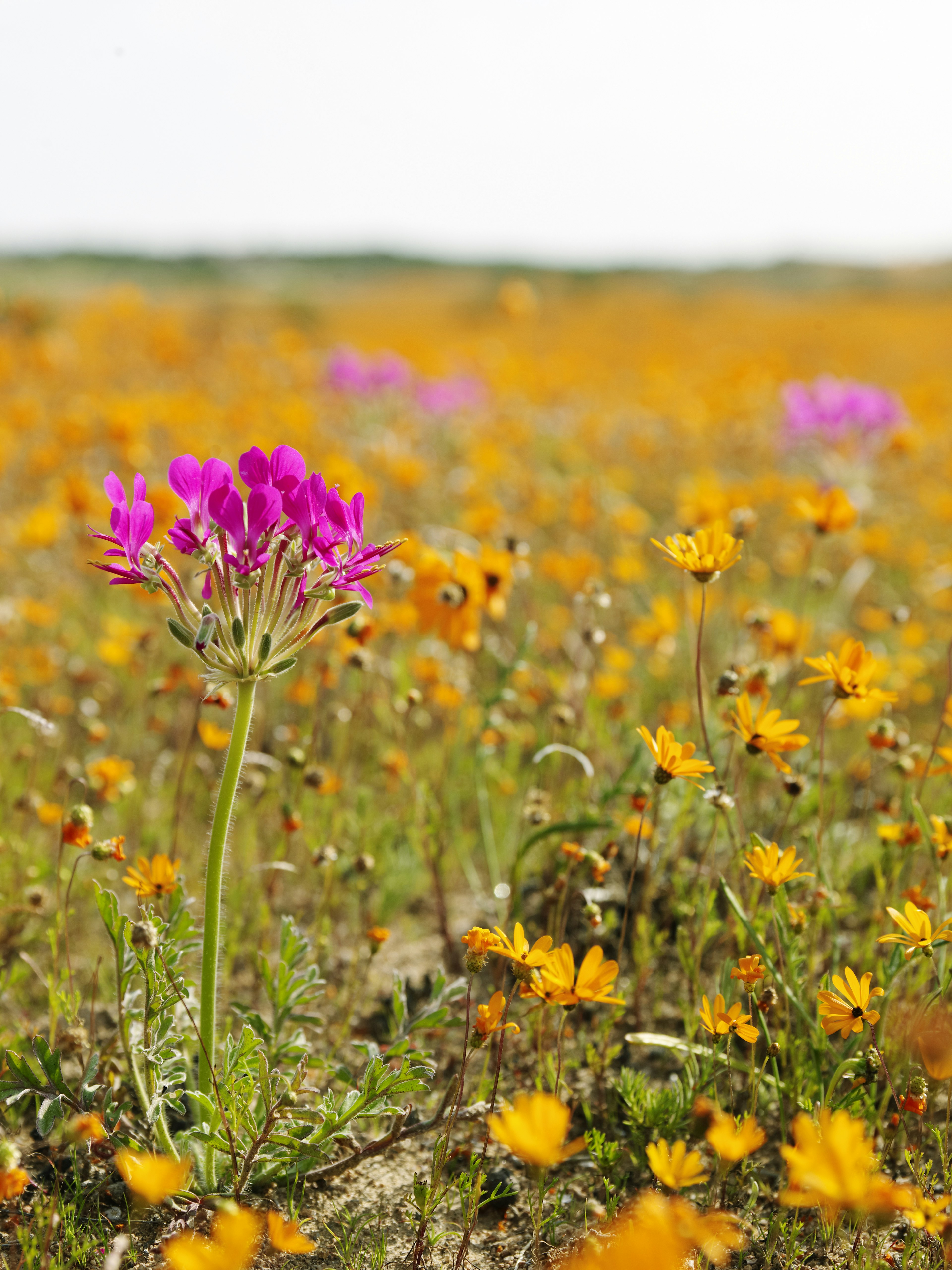 Brightly colored flowers along a hiking trail in South Africa