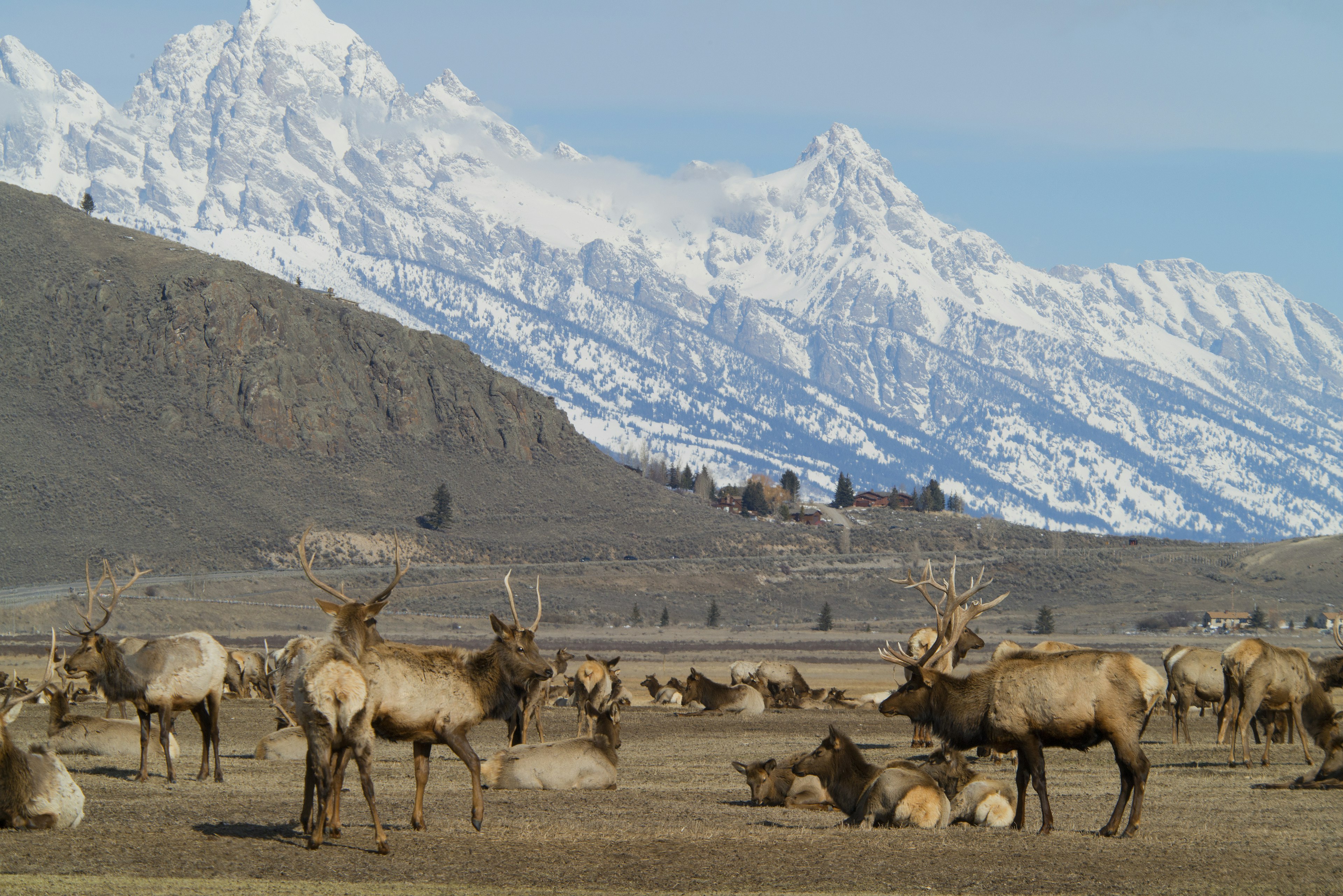 Elk gather on the brown plains with the snow-capped mountains in the distance