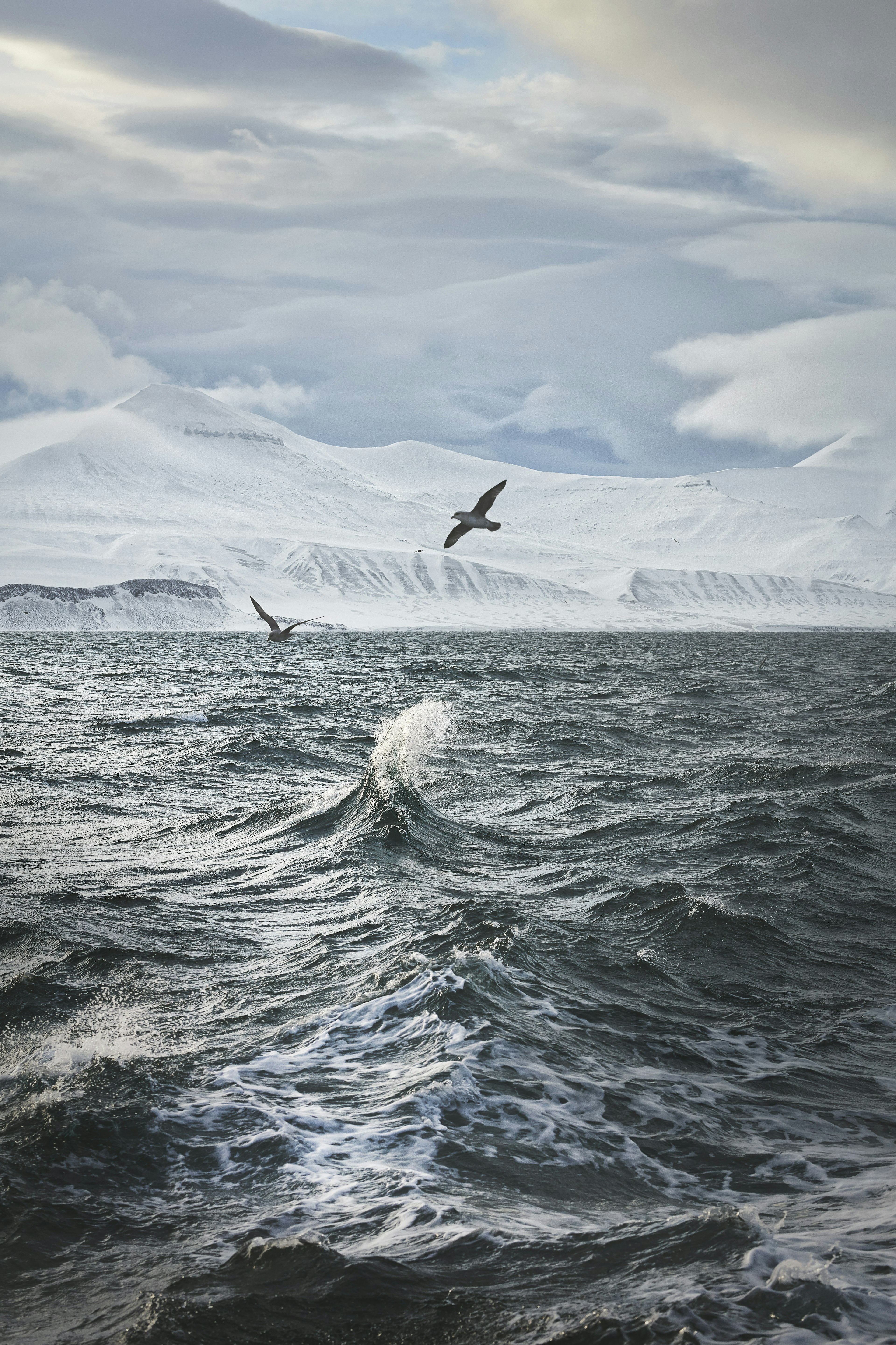 Birds glide above breaking waves in an icy sea