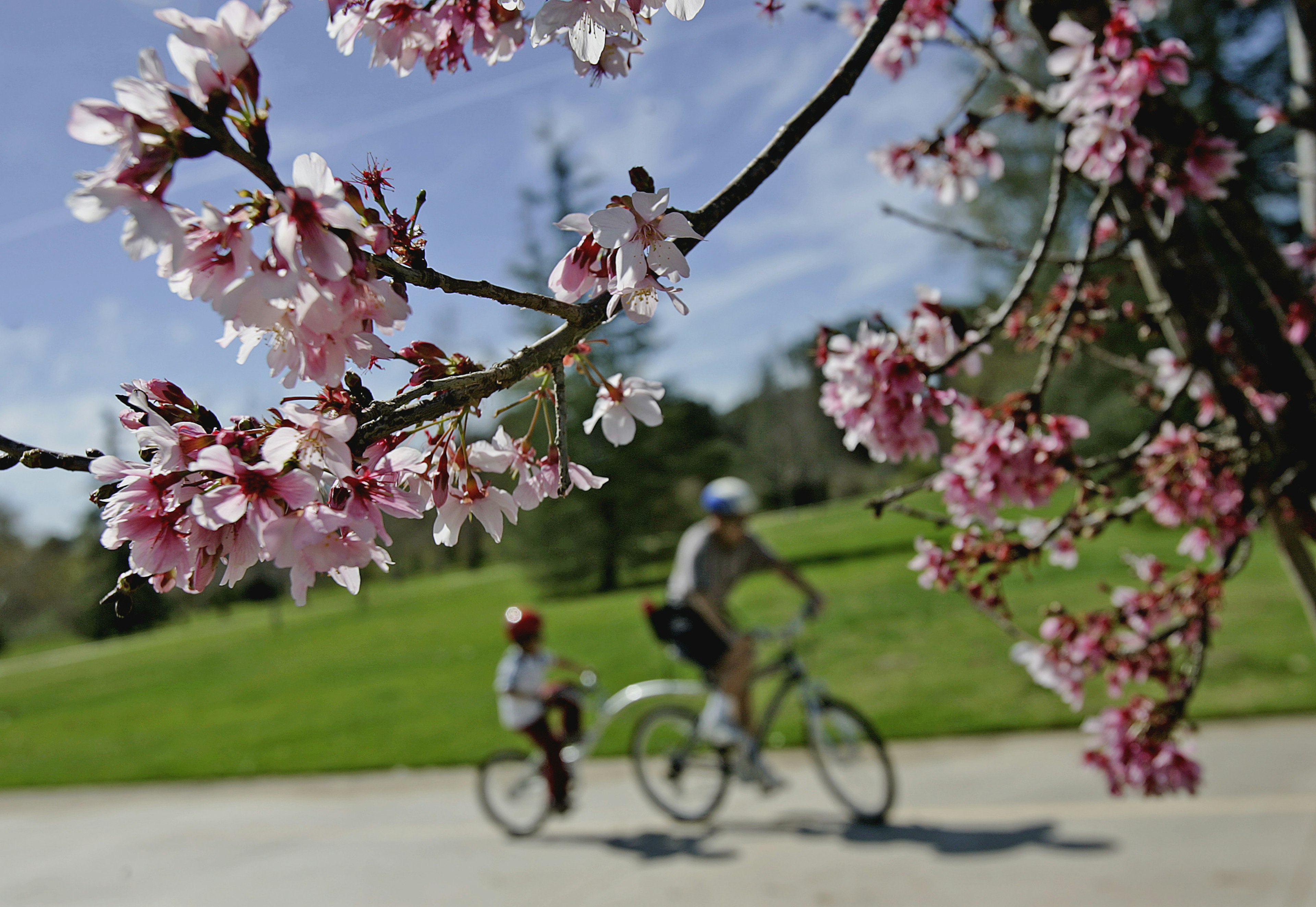 The cherry blossoms at Lake Balboa are just beginning to bloom their annual rite of spring as Y.C.S