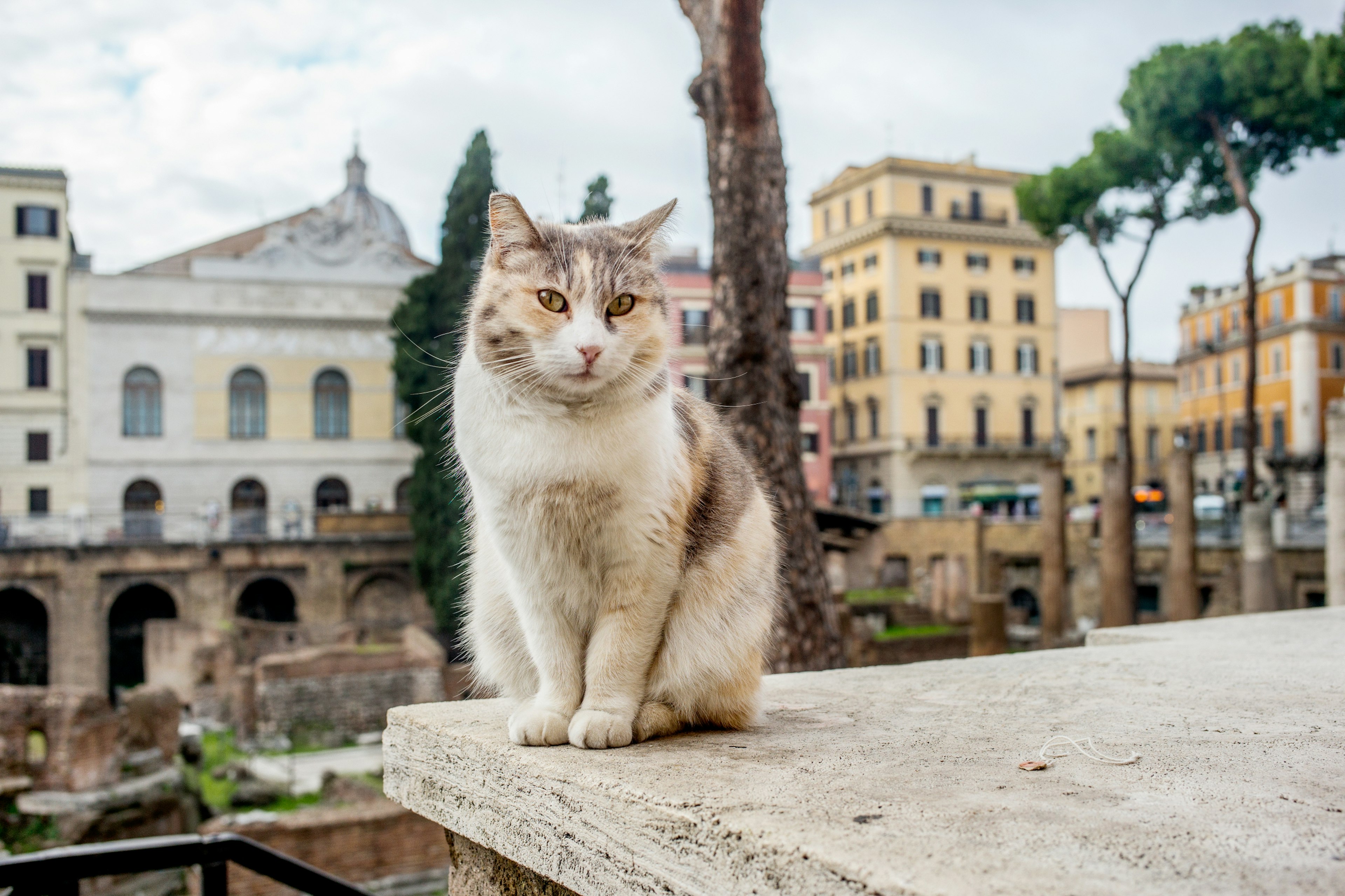 Cat in Largo Argentina